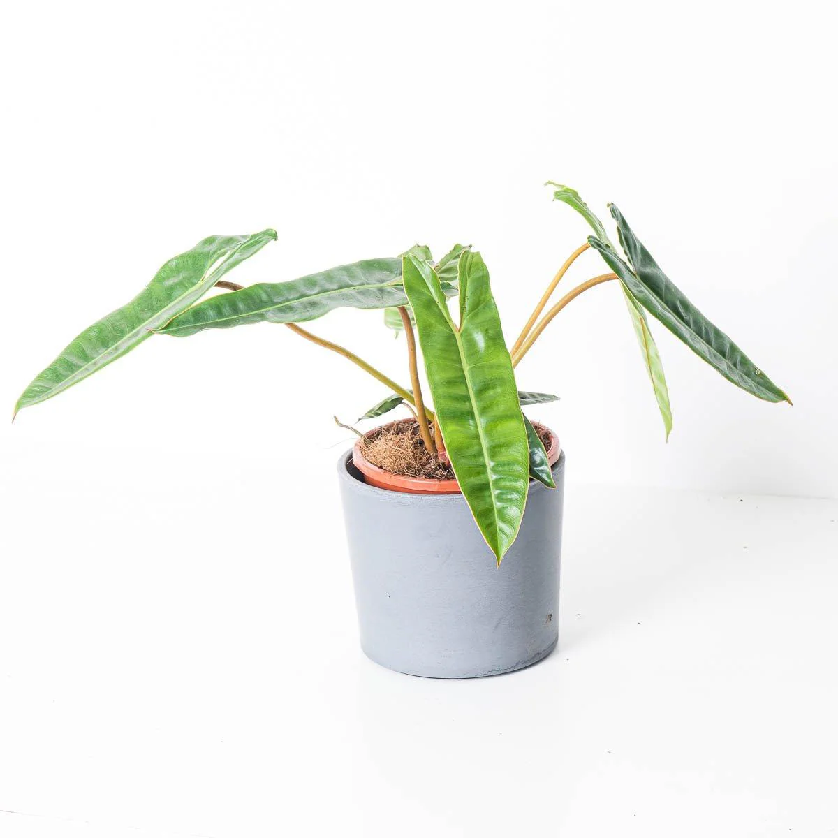 Philodendron Billietiae - Image 2