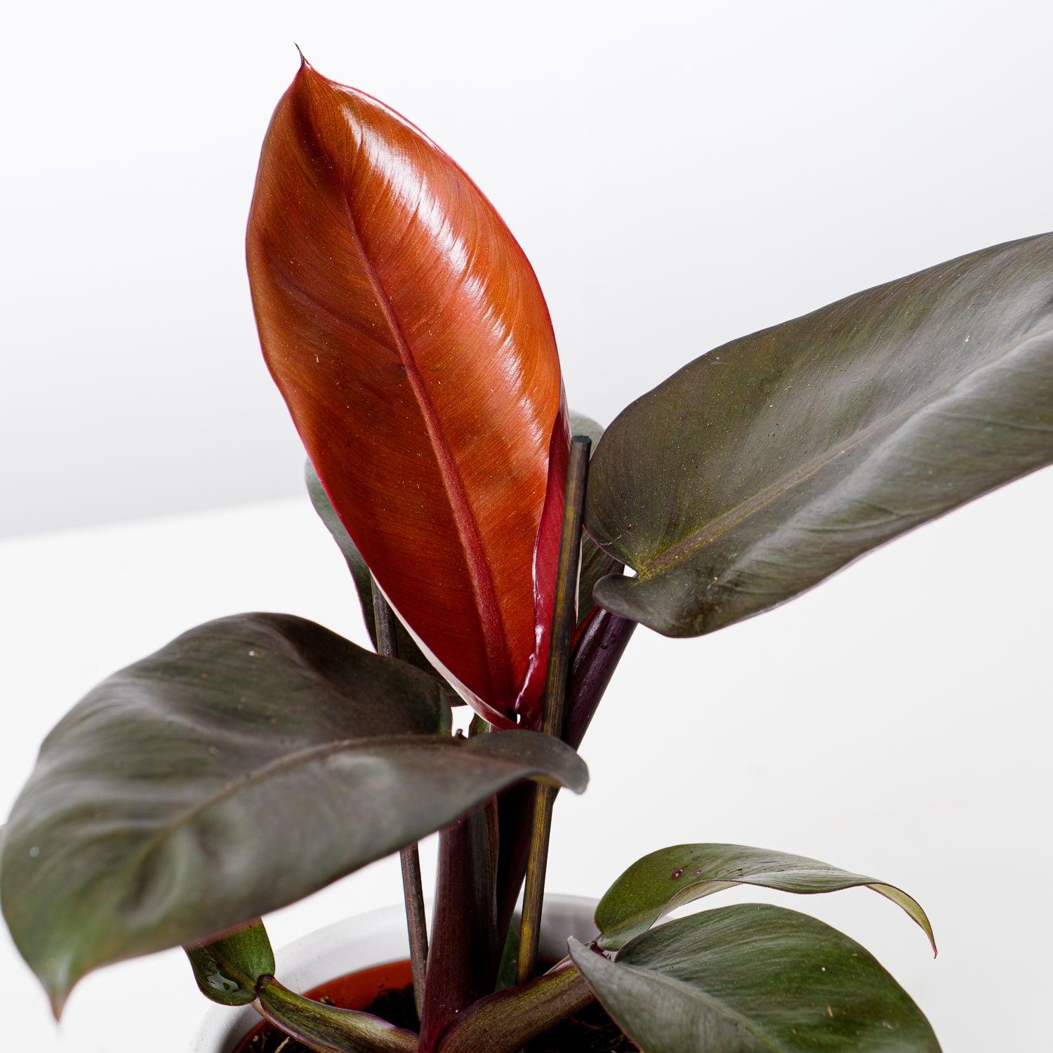 Philodendron Black Cardinal - Image 2