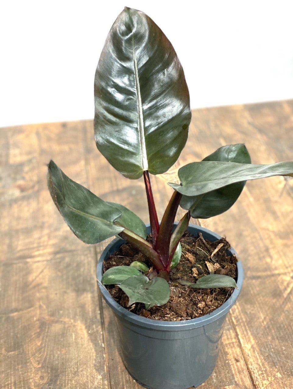 Philodendron Black Cardinal - Image 3