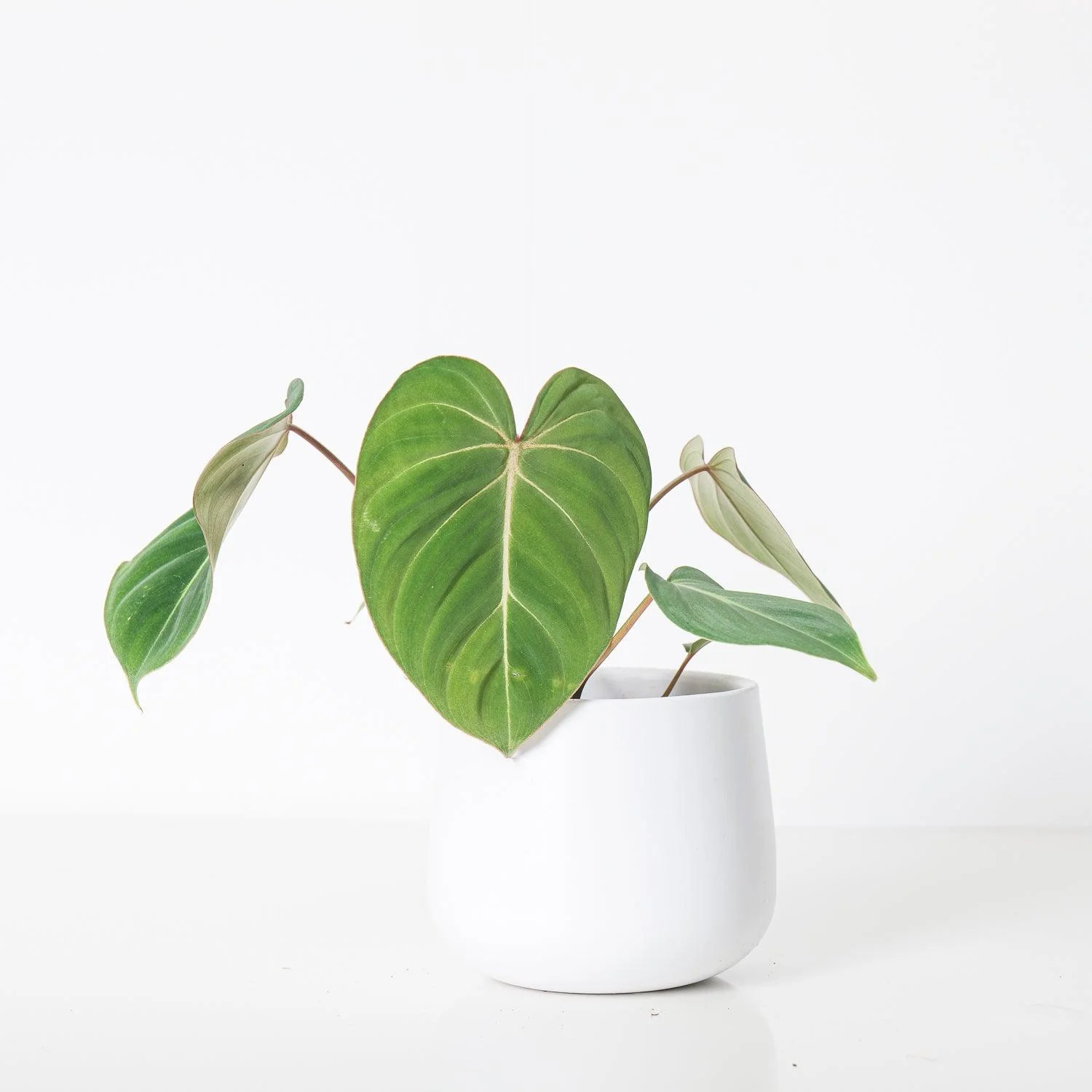 Philodendron Bundle - Image 2