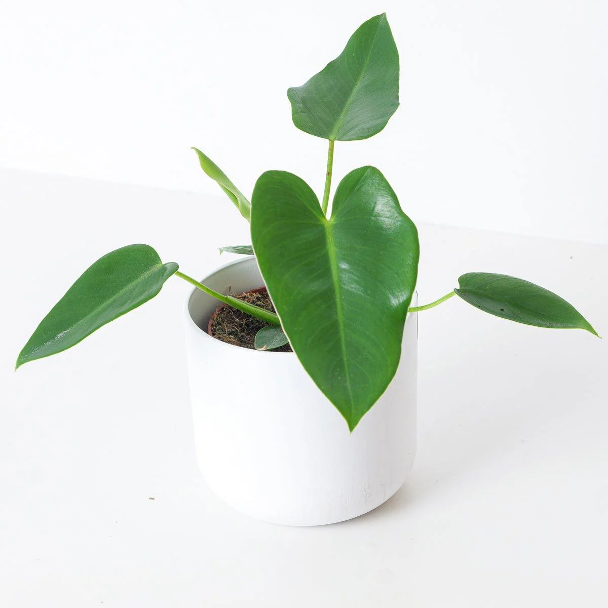 Philodendron corcovadense