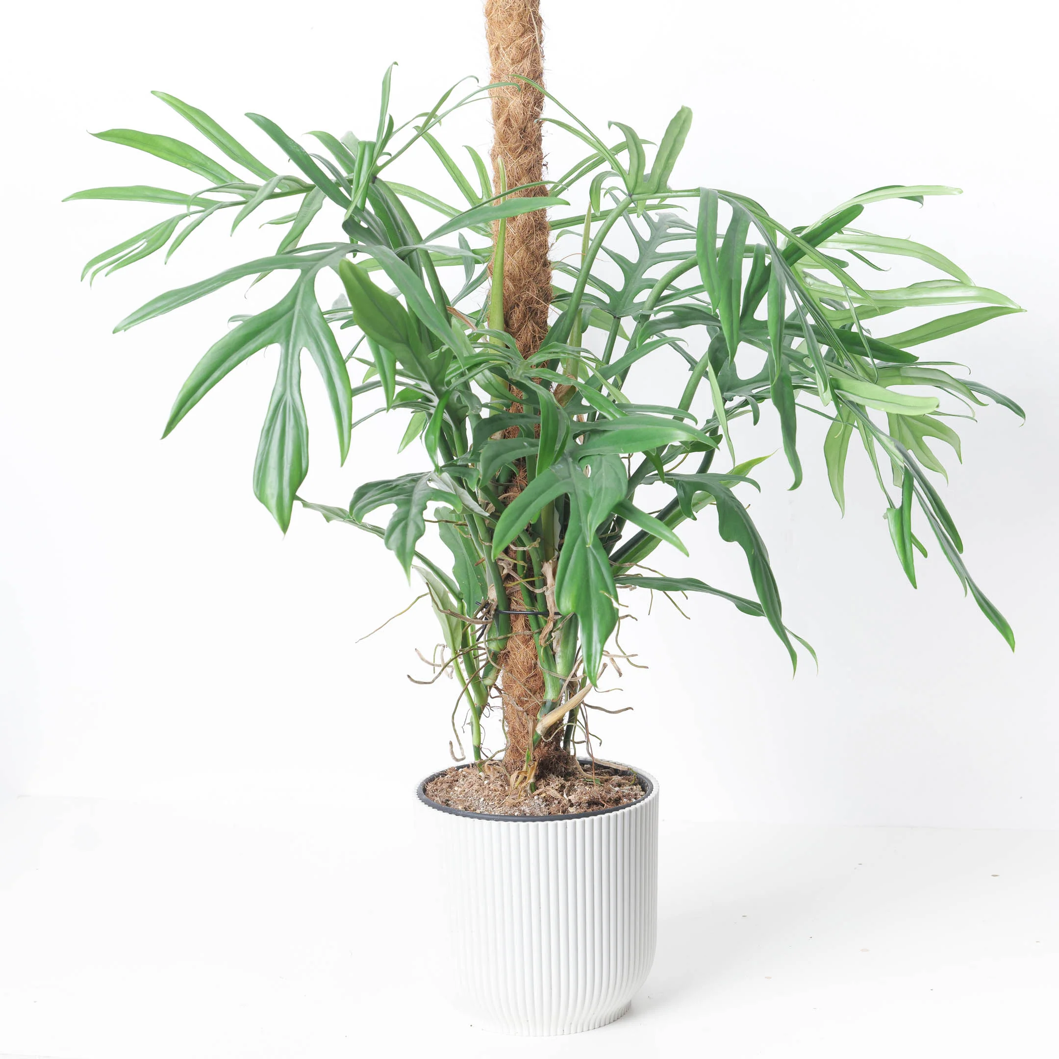 Philodendron elegans