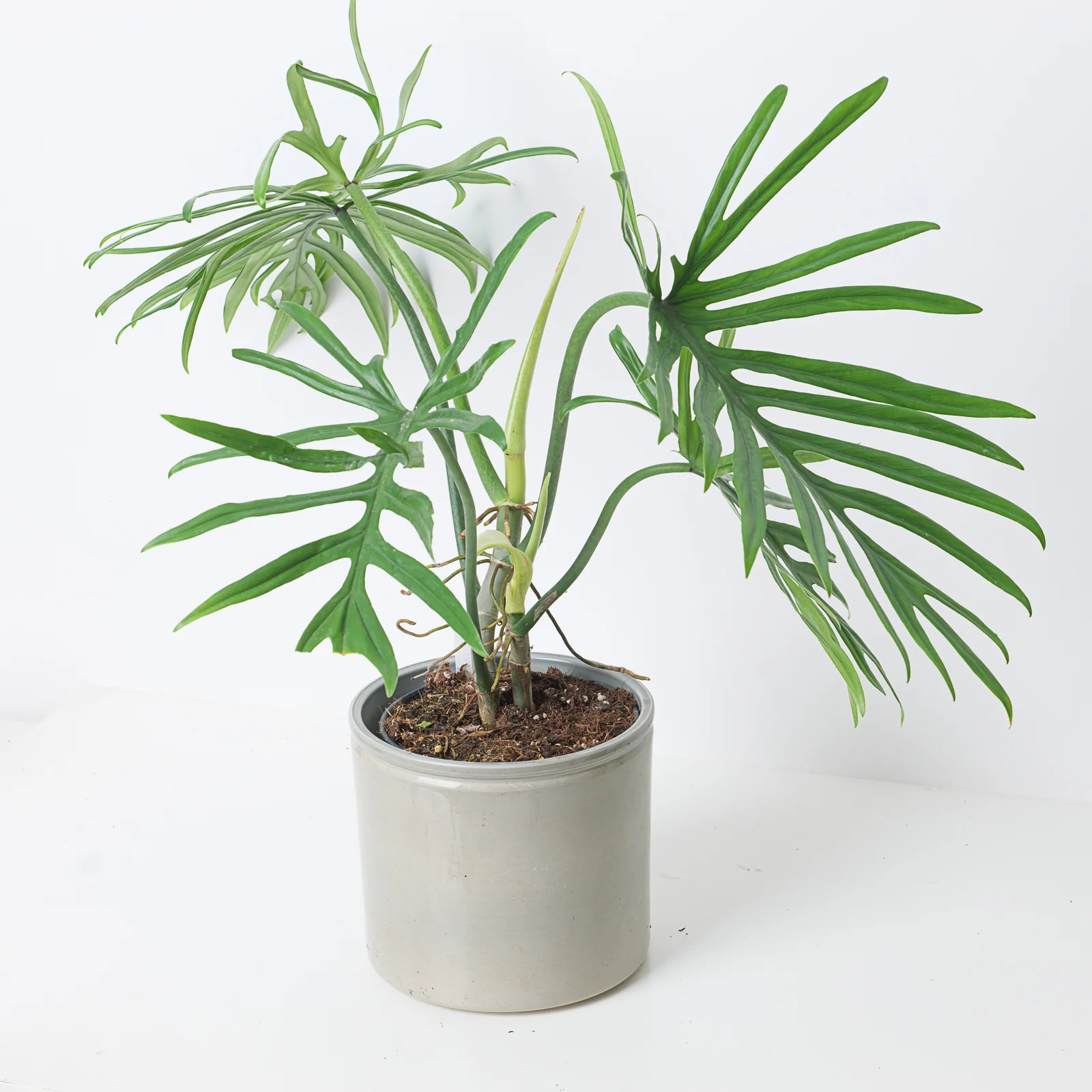 Philodendron elegans - Image 2