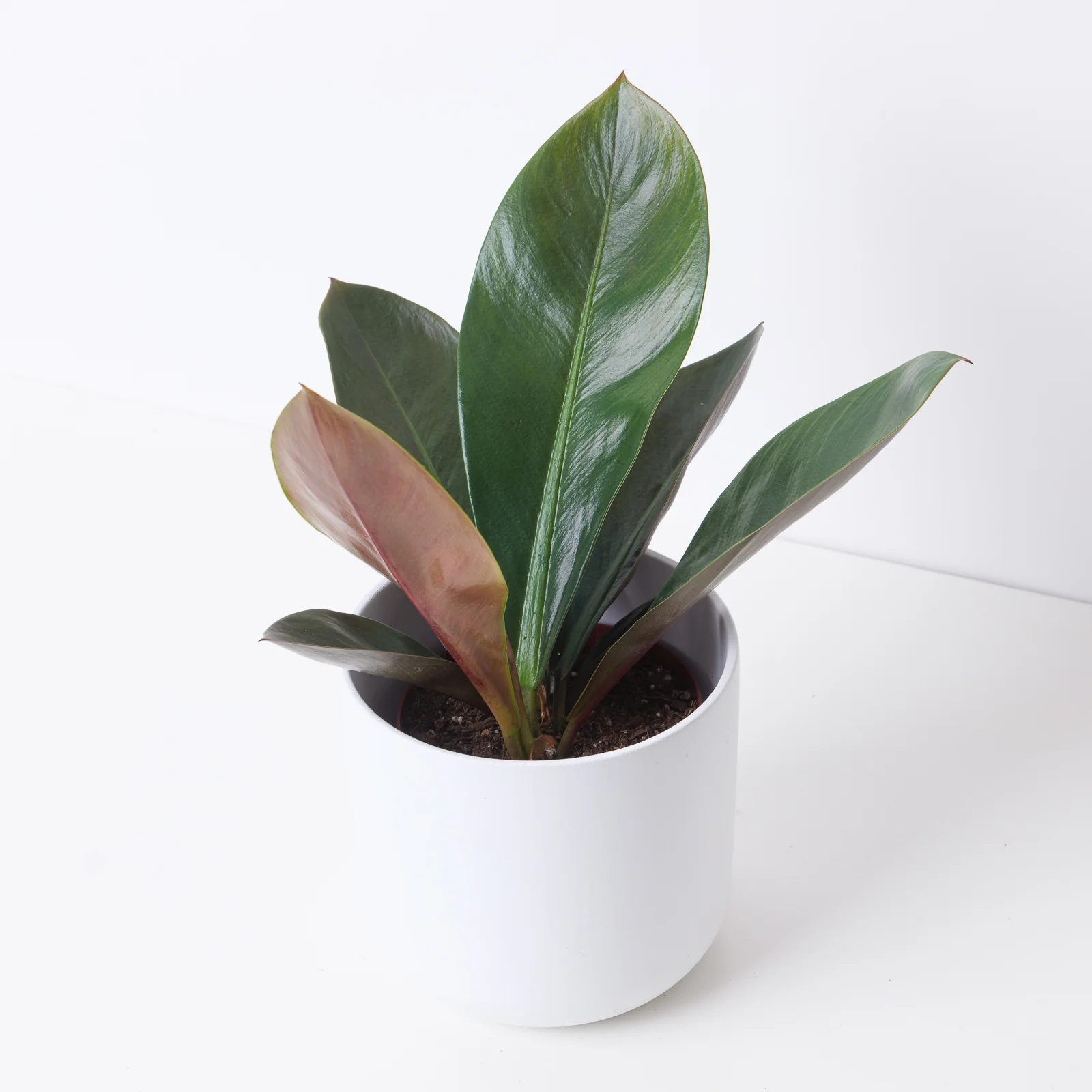 Philodendron linnaei