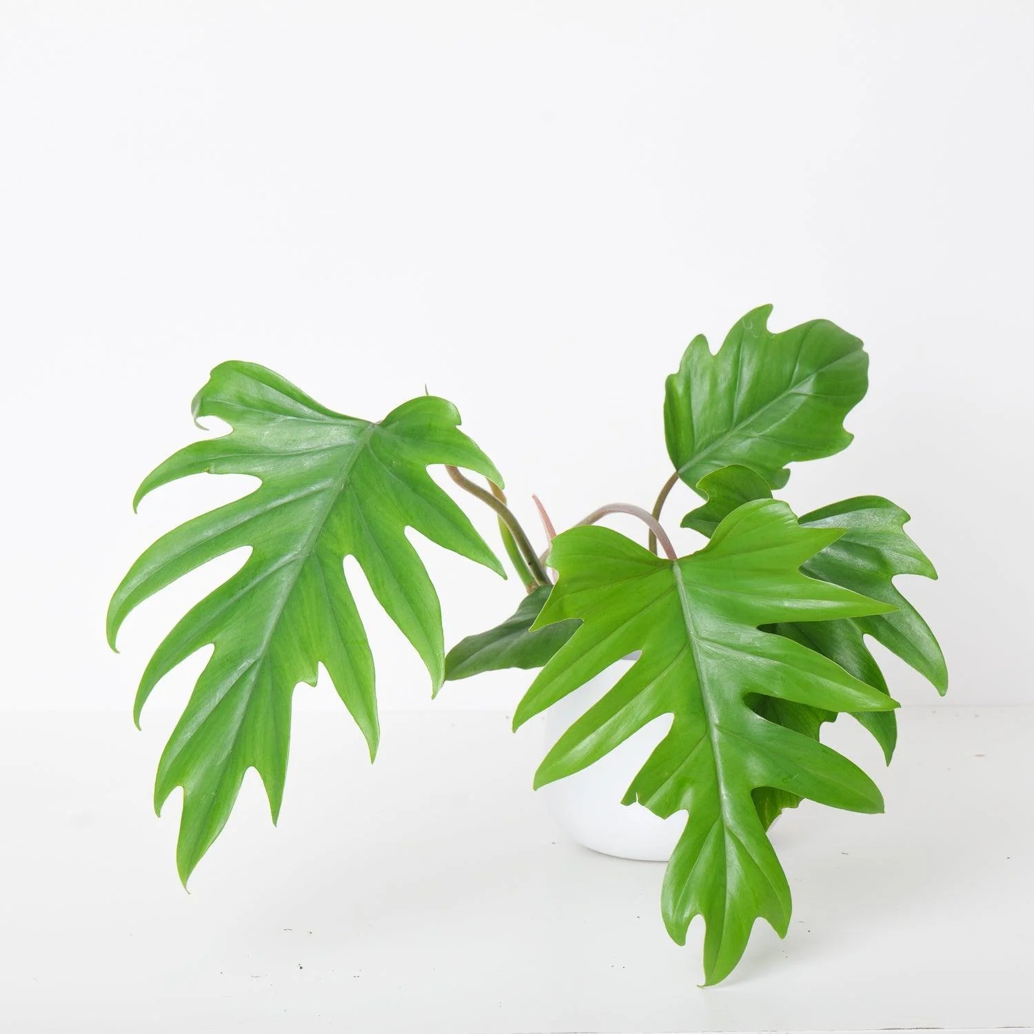 Philodendron Mayoi