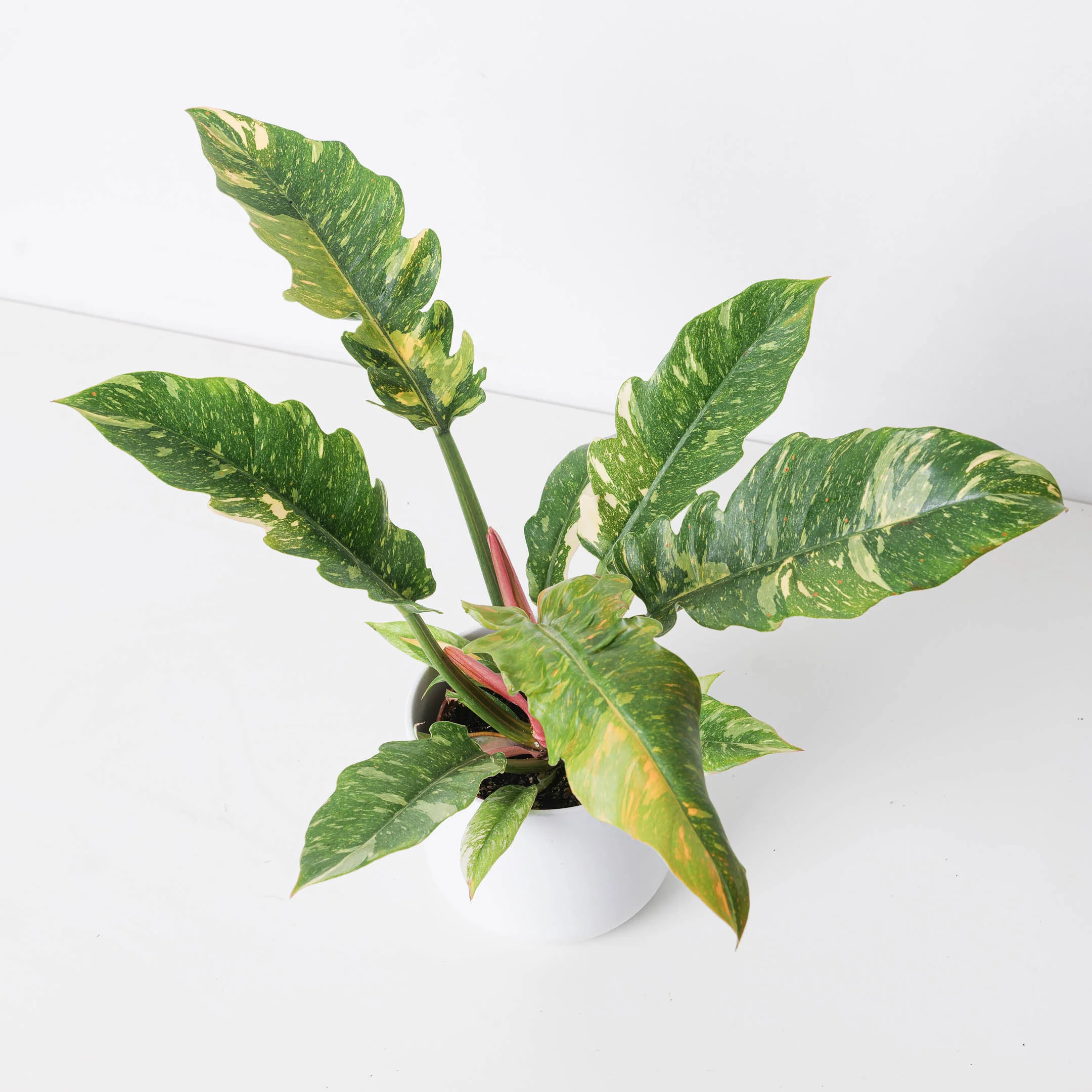 Philodendron Narrow Ring of Fire - Image 8