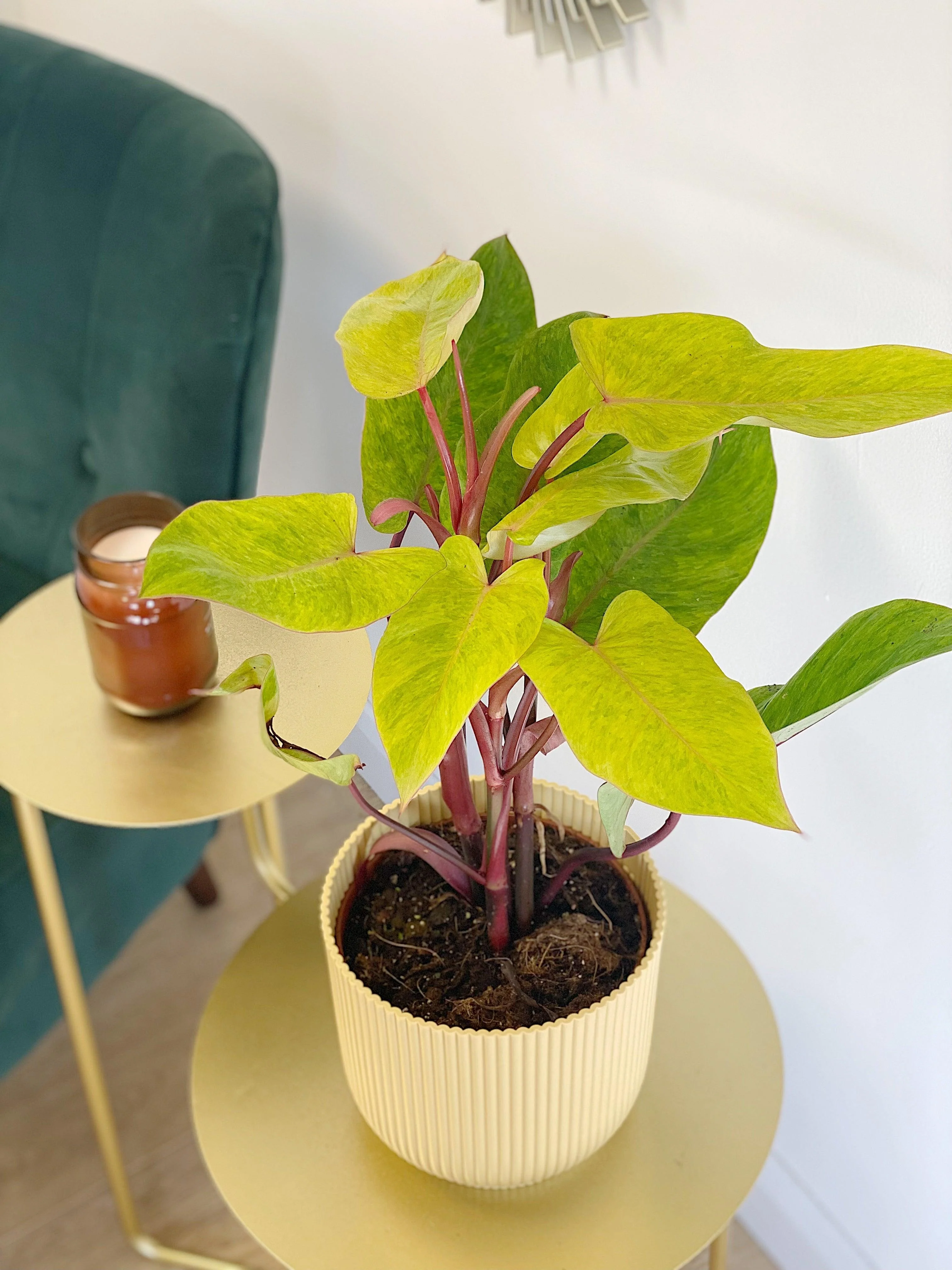 Philodendron Painted Lady - Image 4