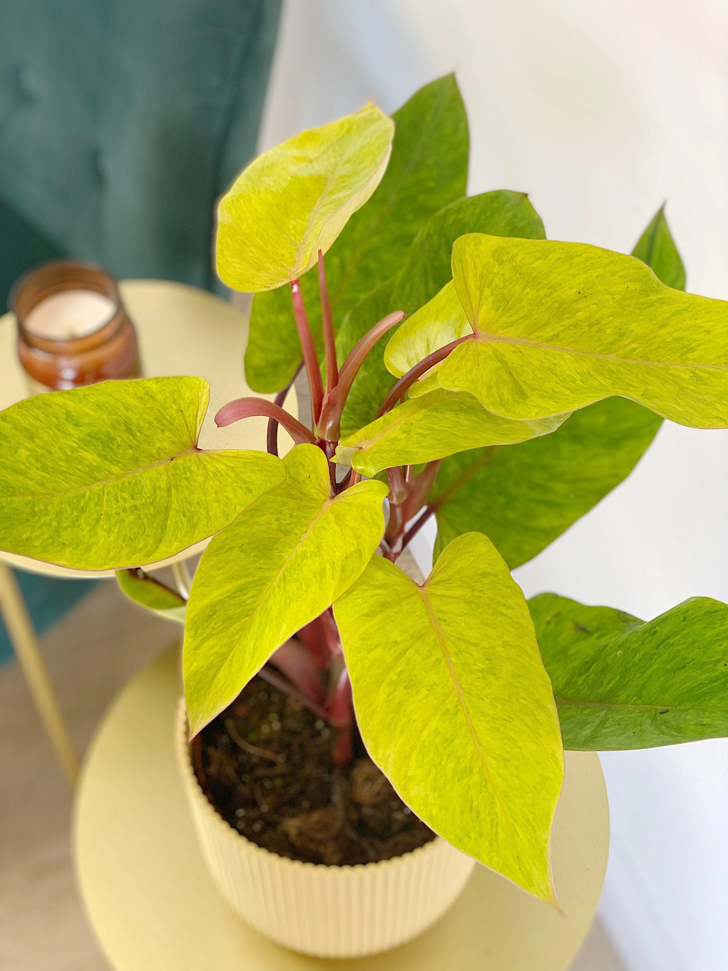 Philodendron Painted Lady - Image 5