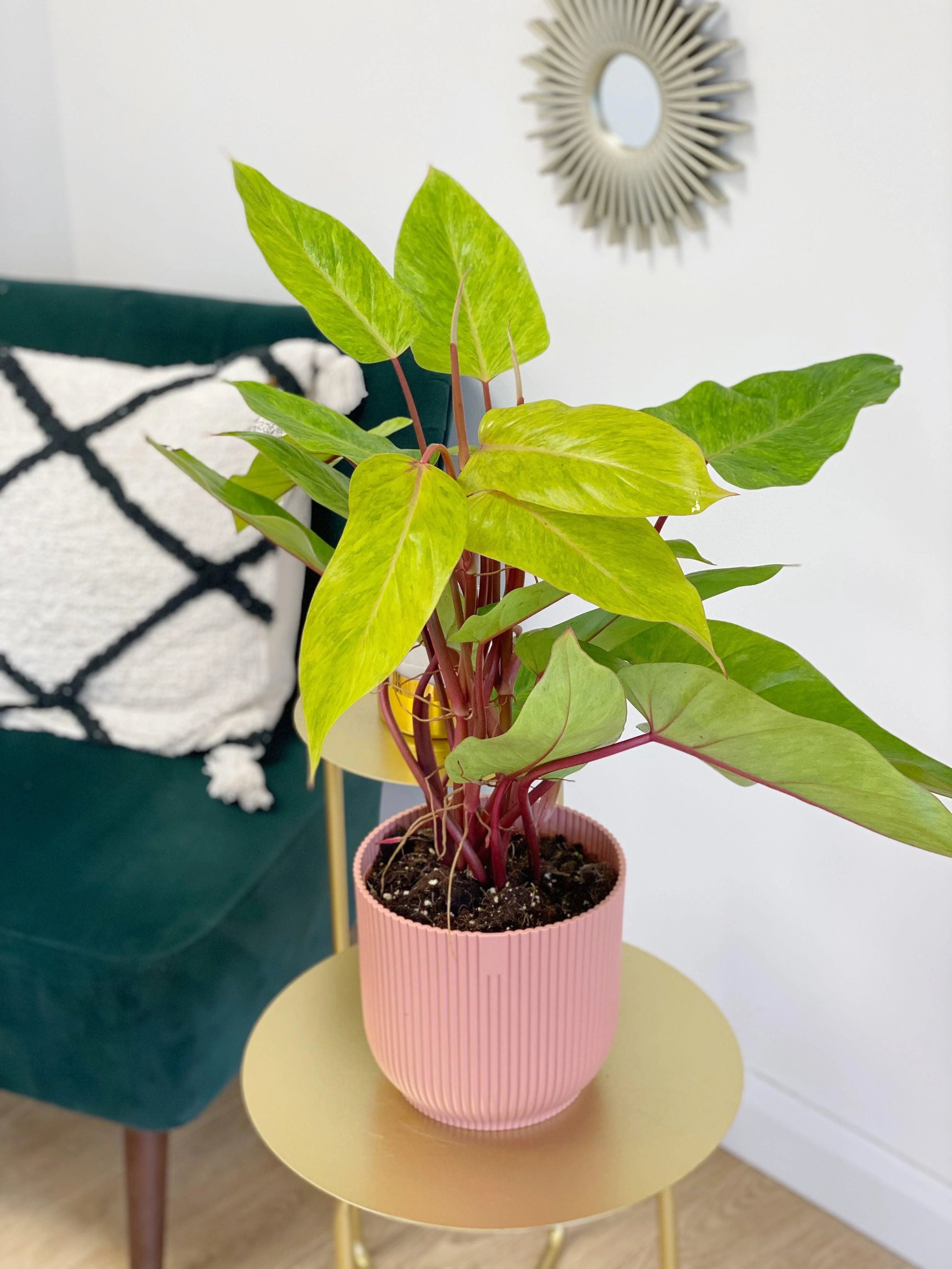 Philodendron Painted Lady - Image 6