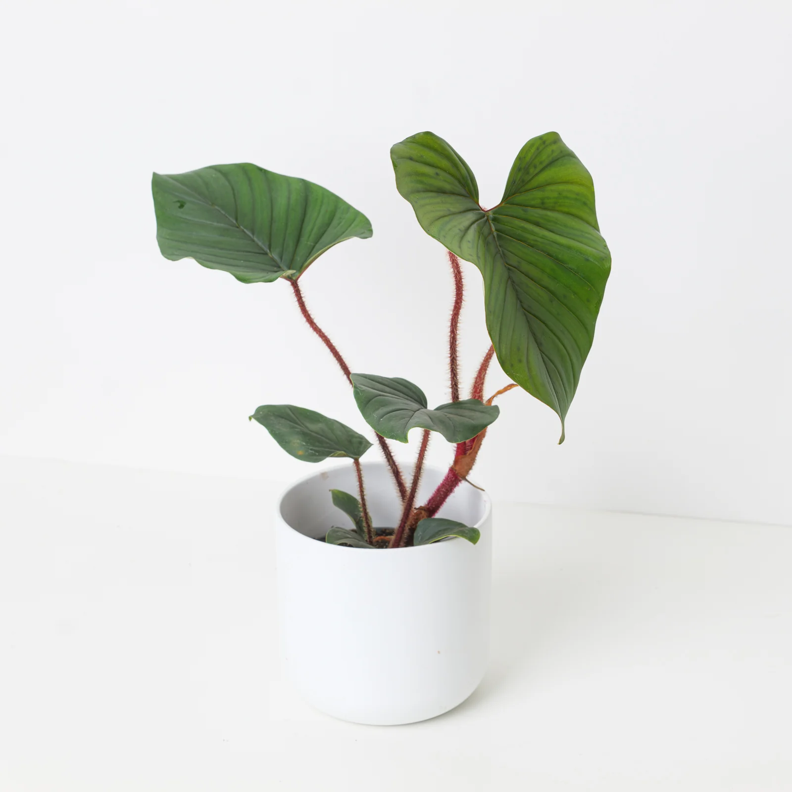Philodendron squamicaule 'Blushing'