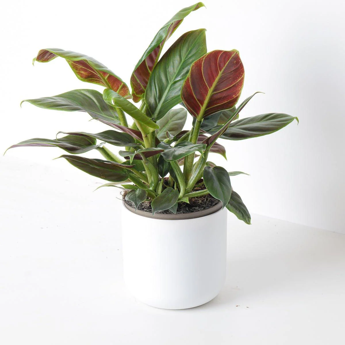 Philodendron subhastatum