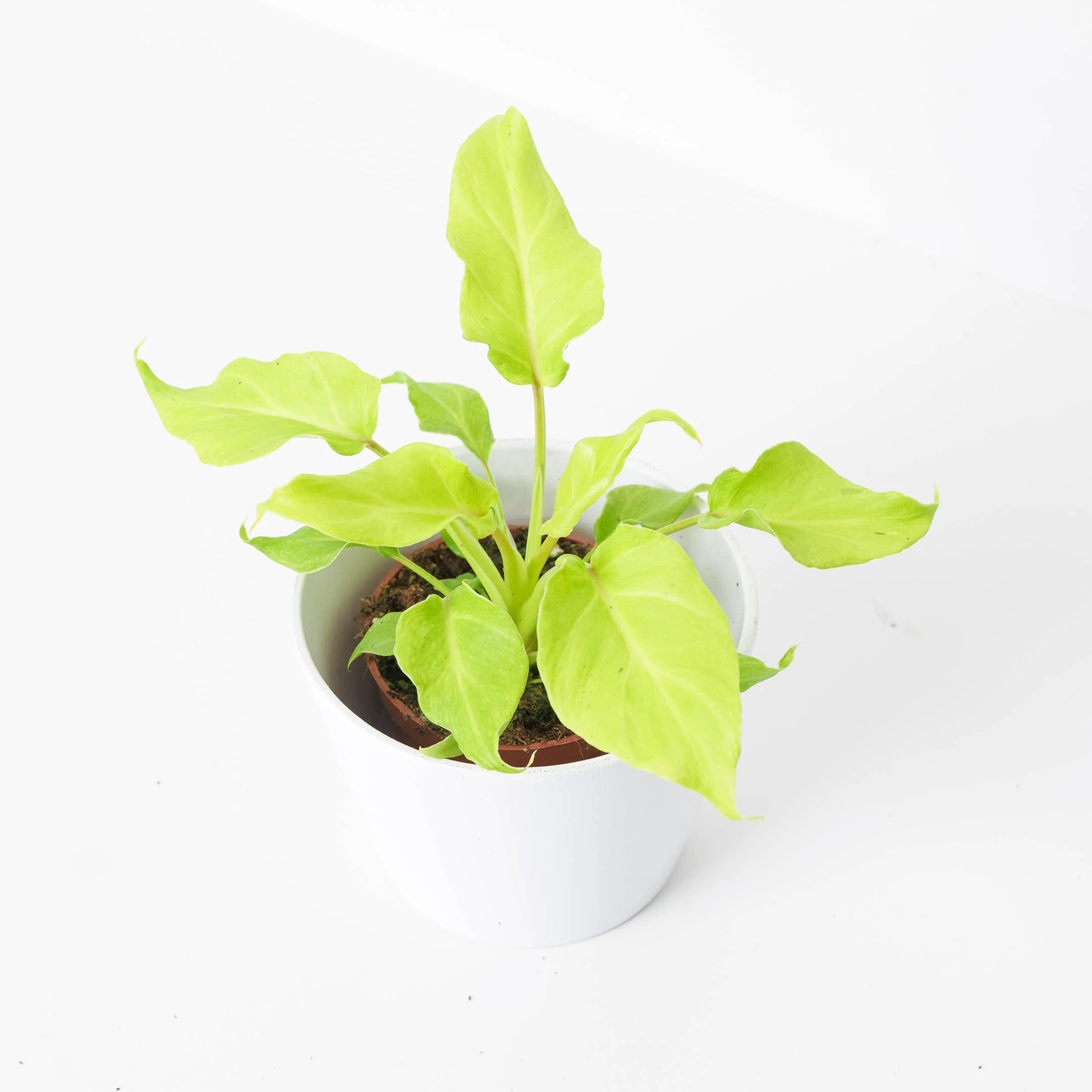 Philodendron 'Xanadu Lime'