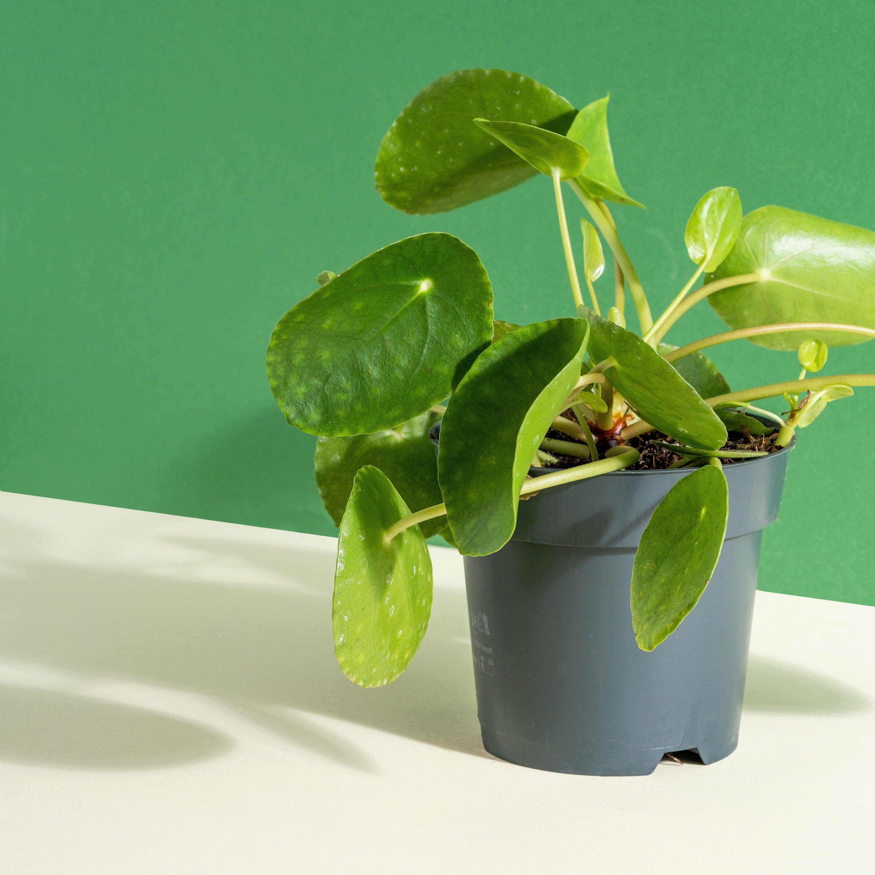Pilea Bundle - Image 5