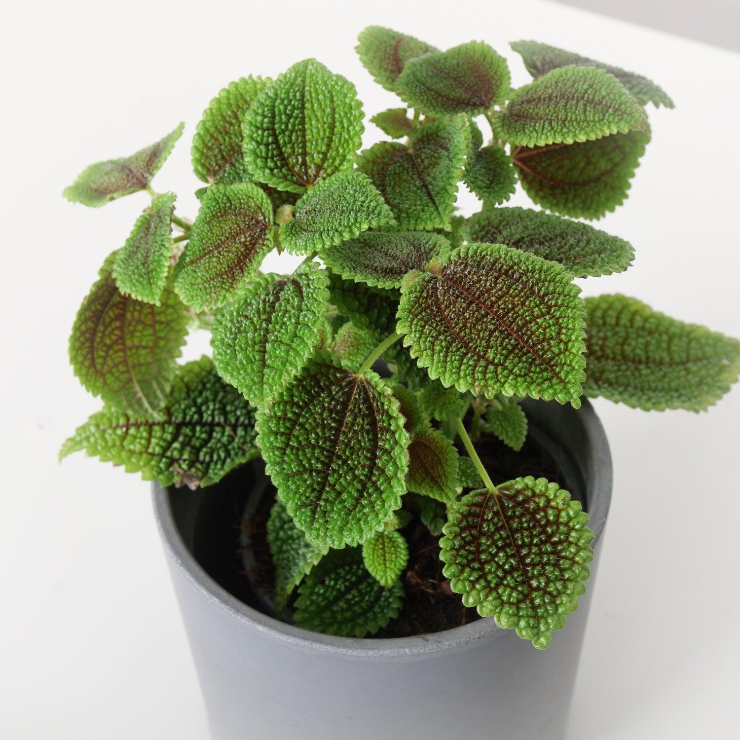 Pilea Moon Valley - Image 3
