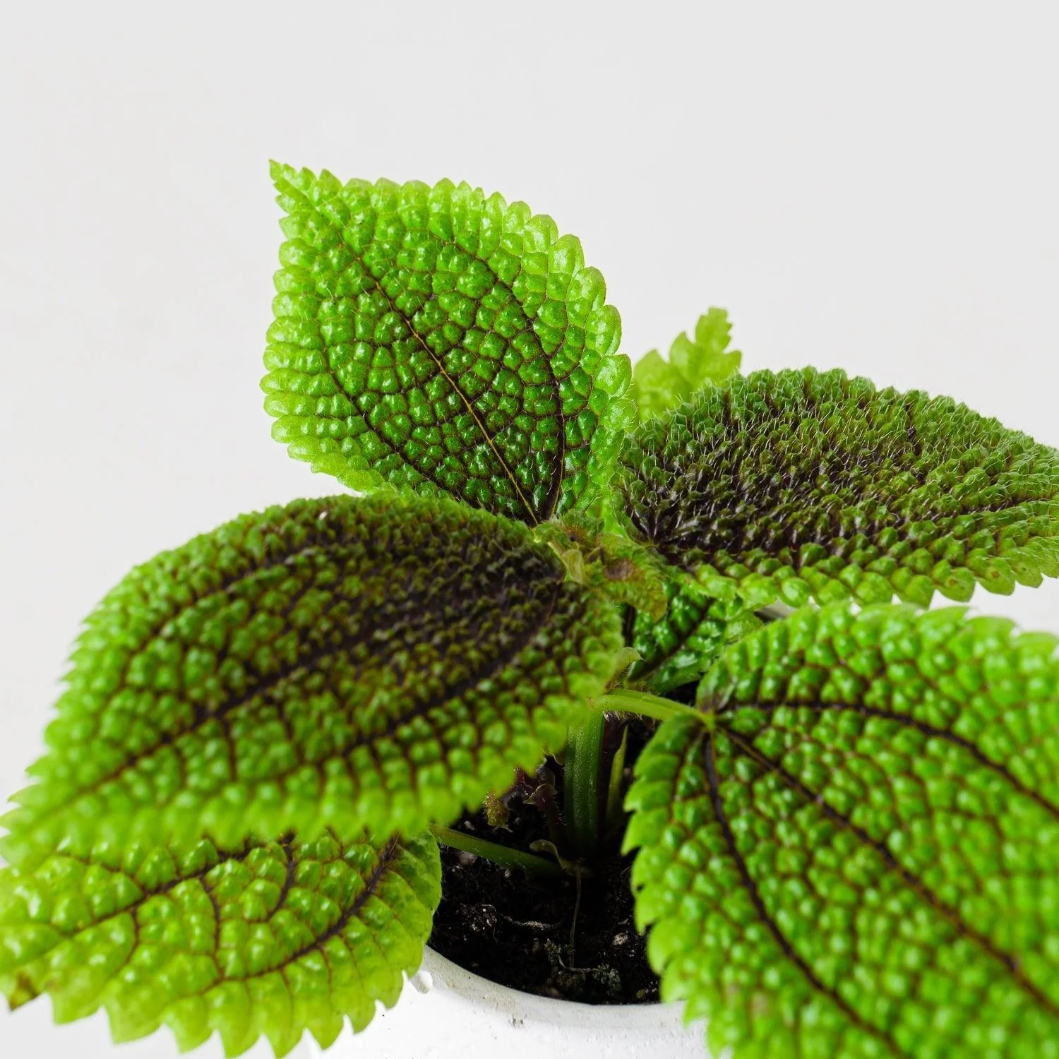 Pilea Moon Valley - Image 4