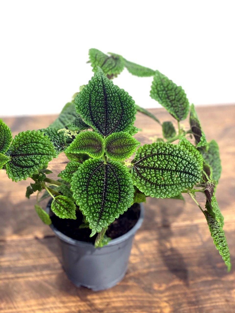 Pilea Moon Valley - Image 6