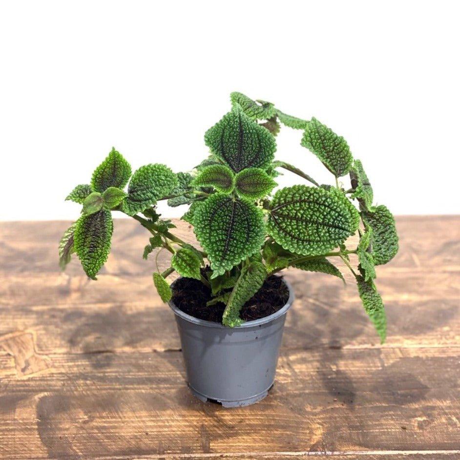 Pilea Moon Valley - Image 7