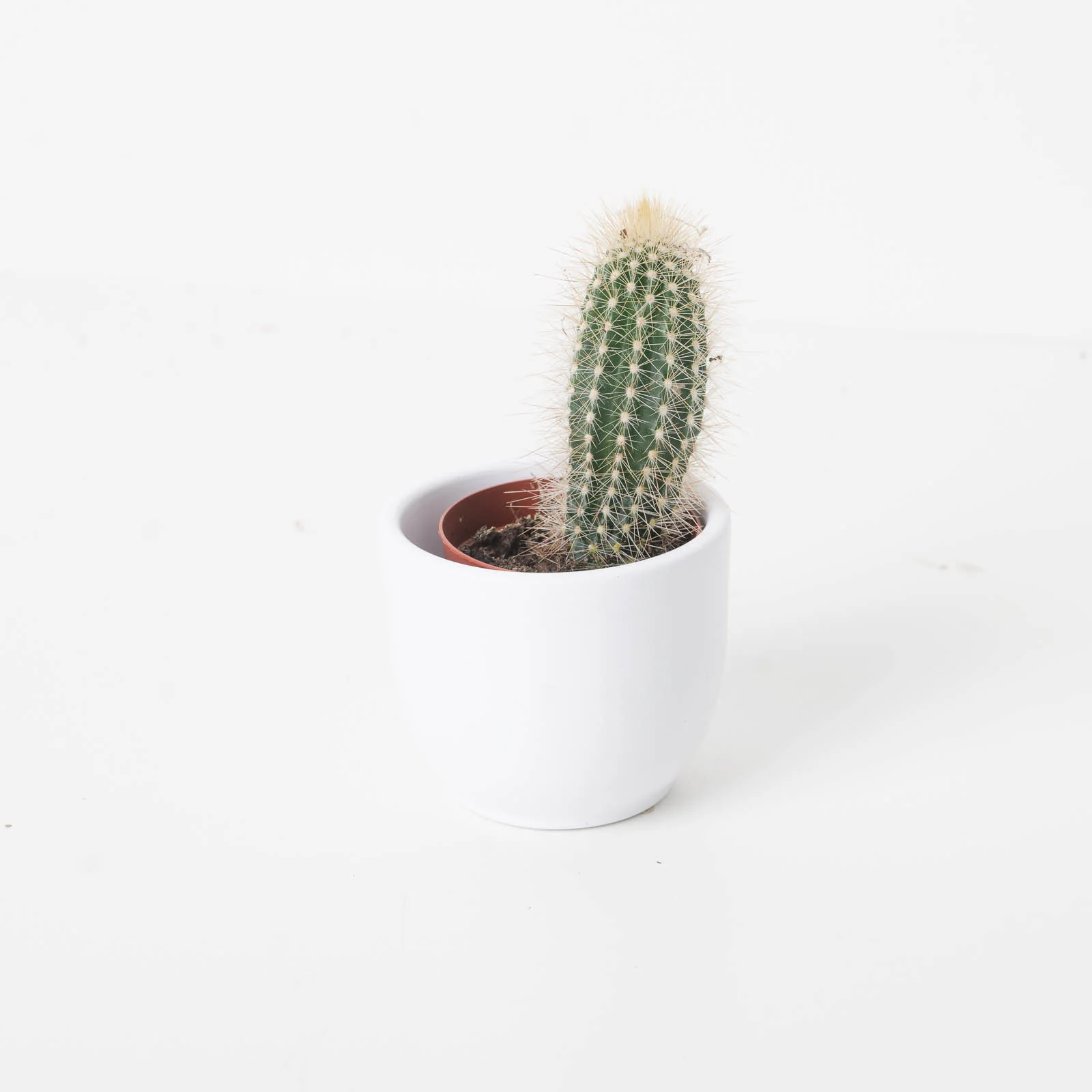 Pilosocereus chrysostele