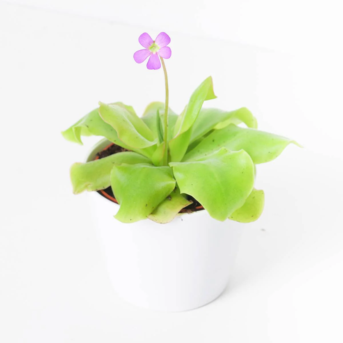 Pinguicula sp. Guatemala