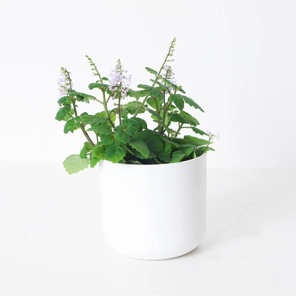 Plectranthus ernestii 'Mint'