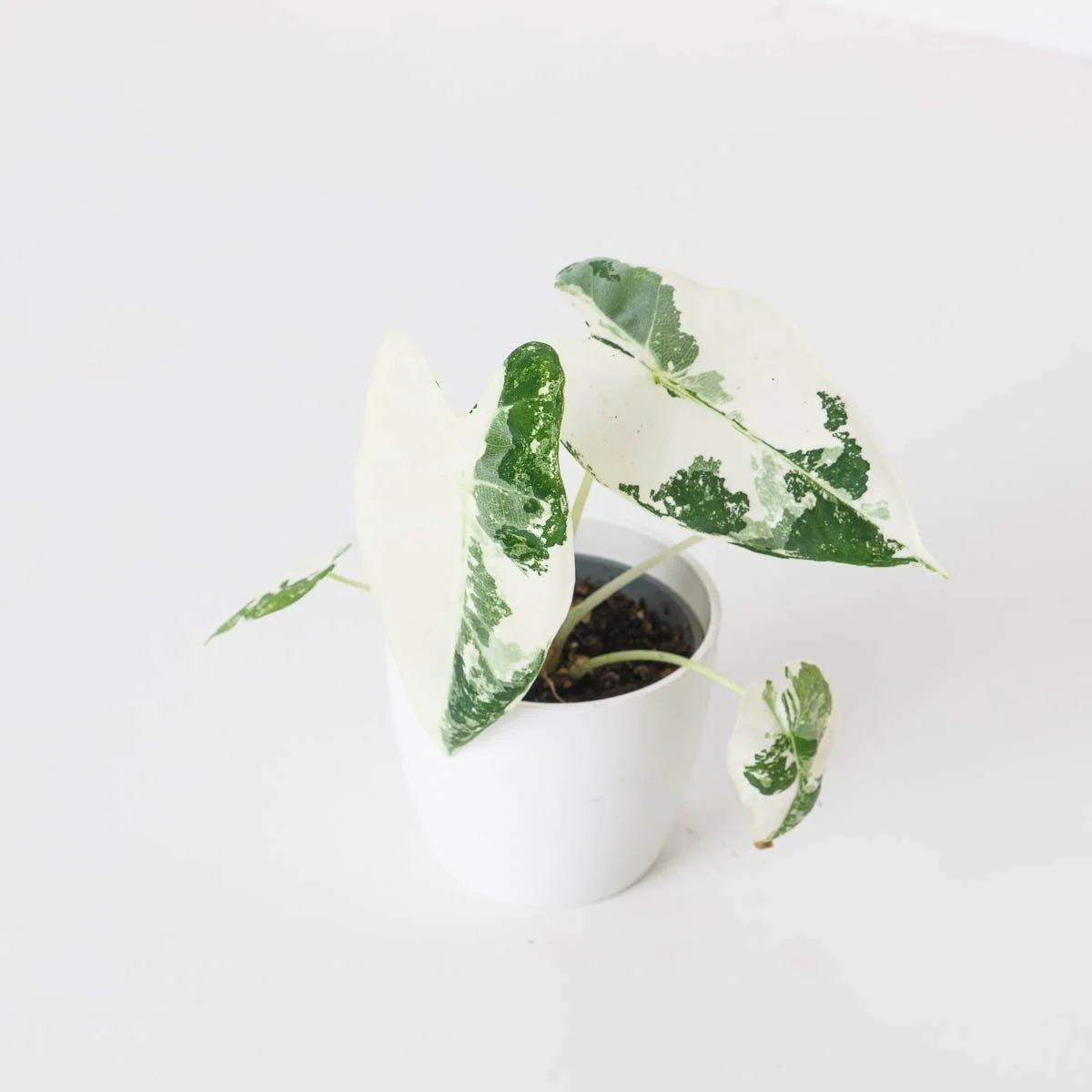 Variegated Baby Bundle - Image 2