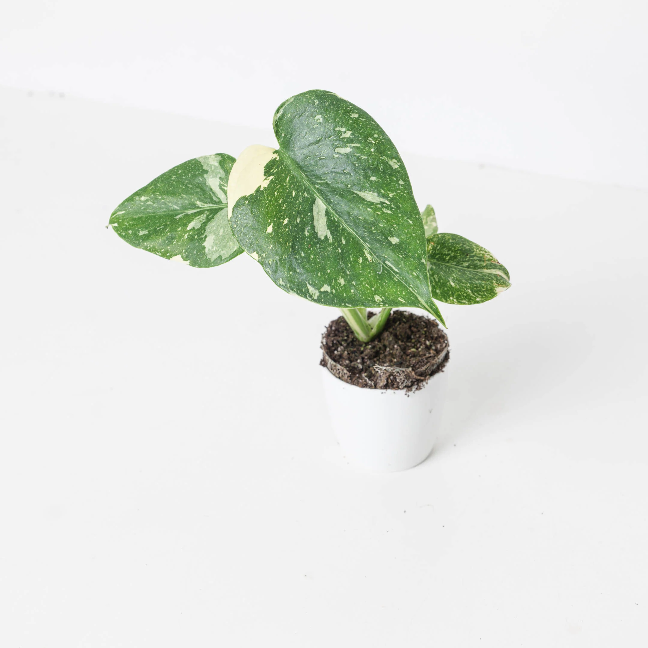 Variegated Baby Bundle - Image 3
