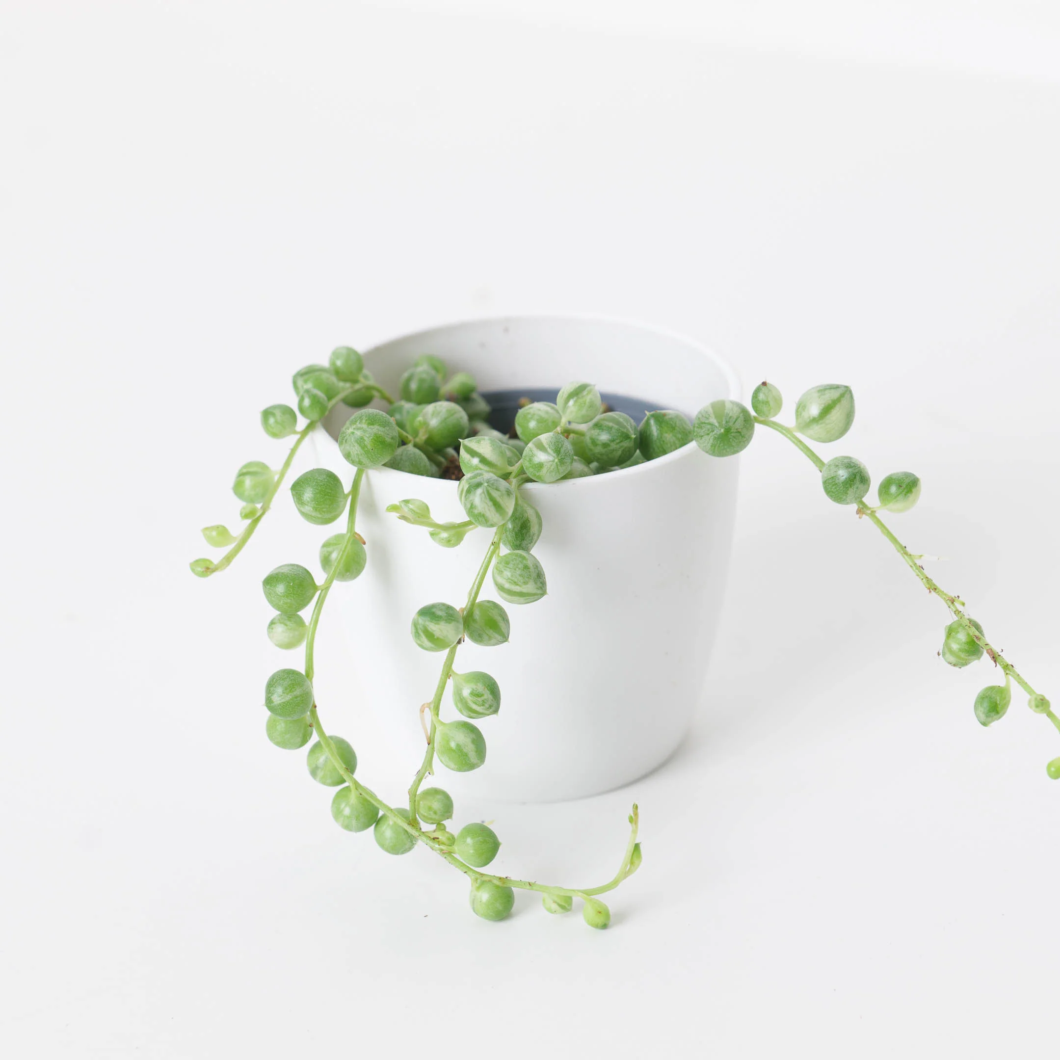 Variegated Baby Bundle - Image 5