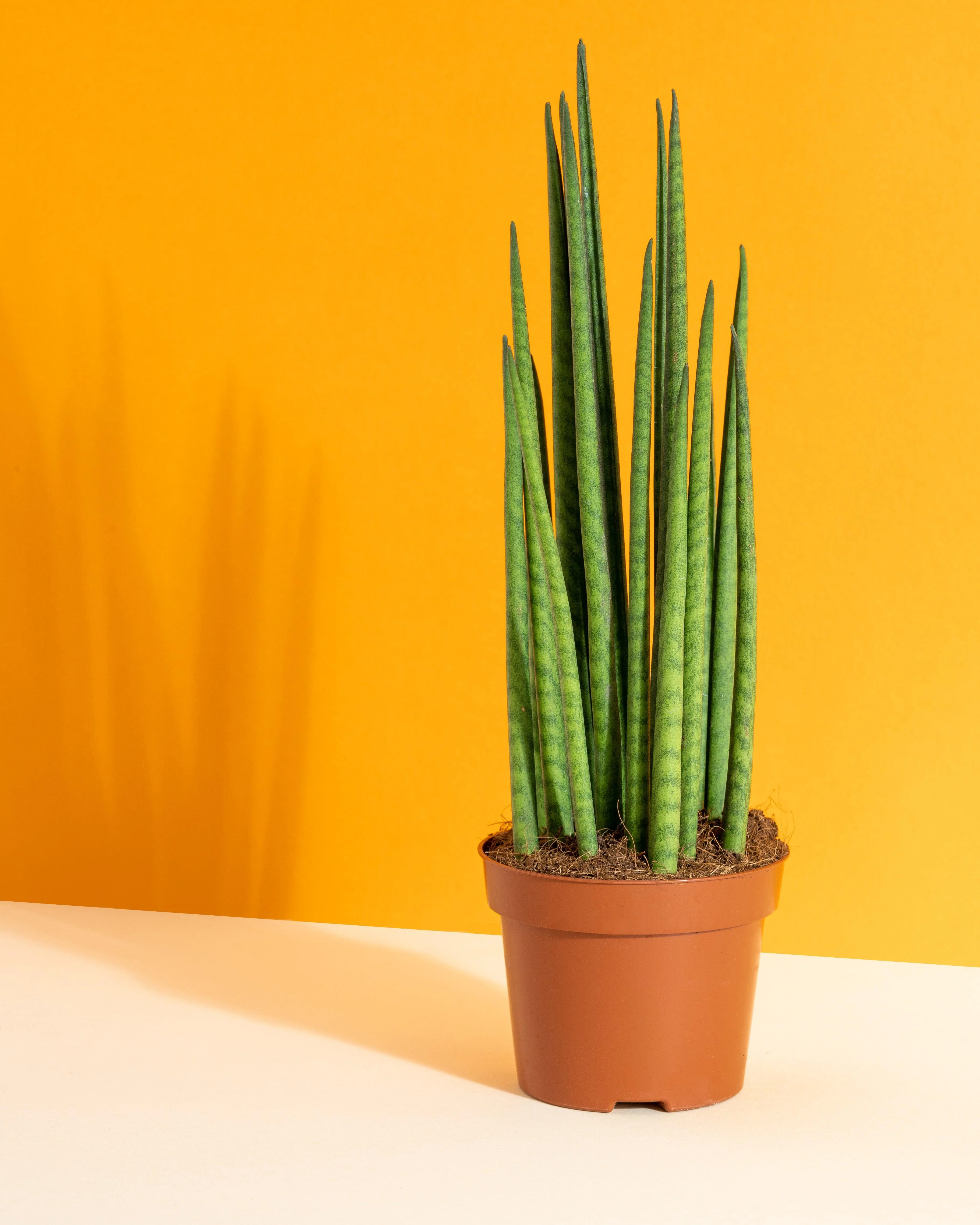 Sansevieria Bacularis Mikado | Snake Plant | 10cm Pot | Air Purifying Easy Care House Plant