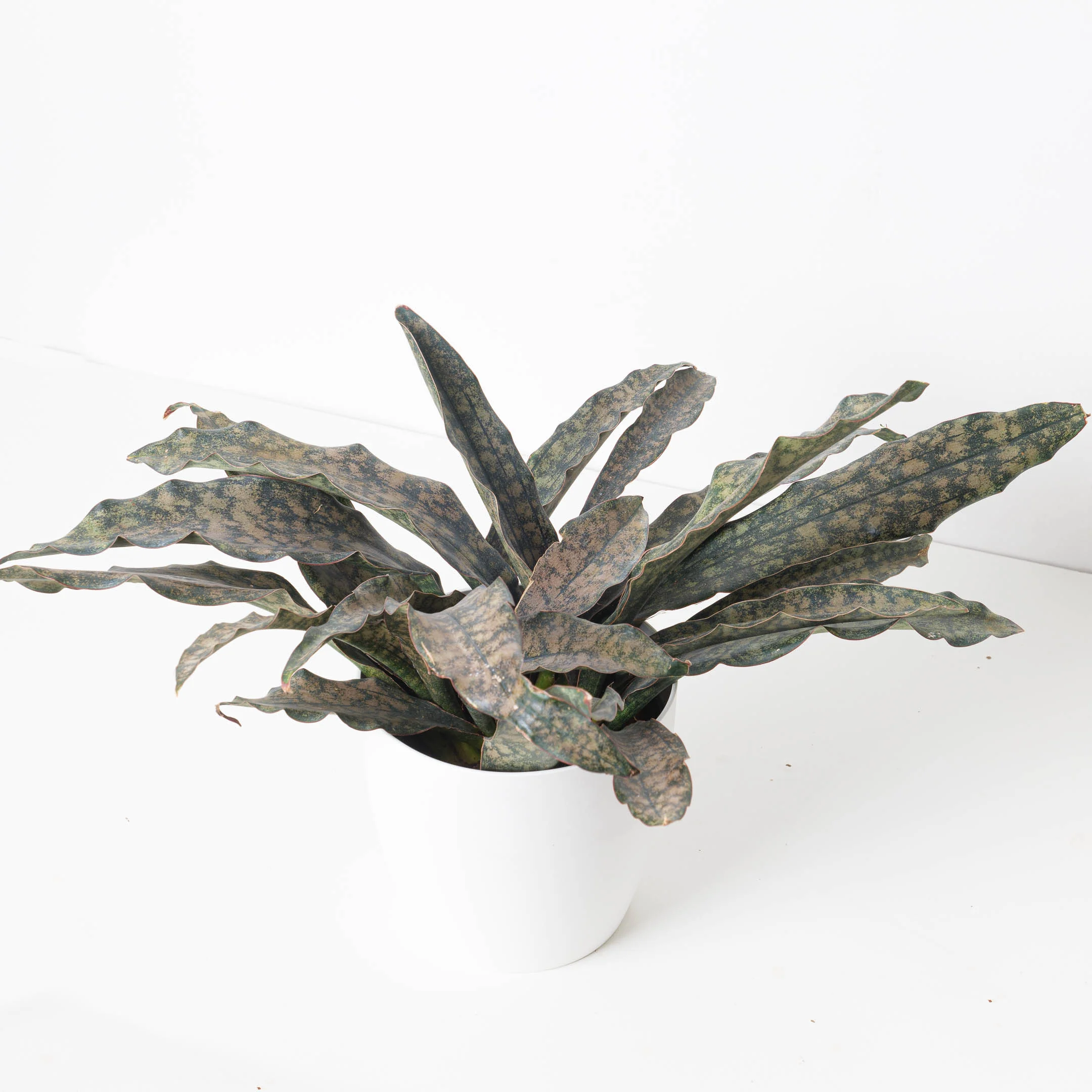 Sansevieria Star Canyon Granite | Sansevieria Coppertone - Image 3