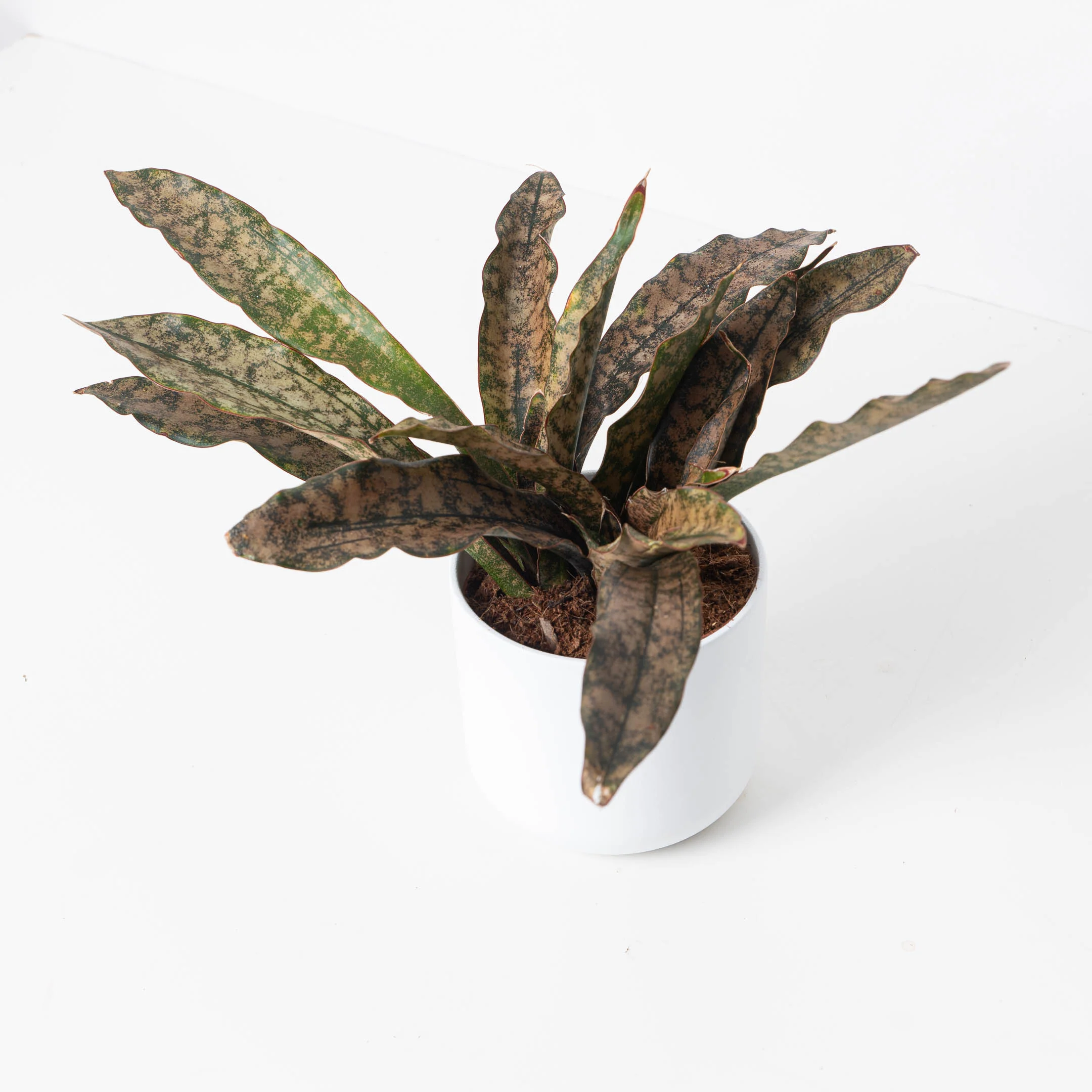 Sansevieria Star Canyon Granite | Sansevieria Coppertone - Image 4