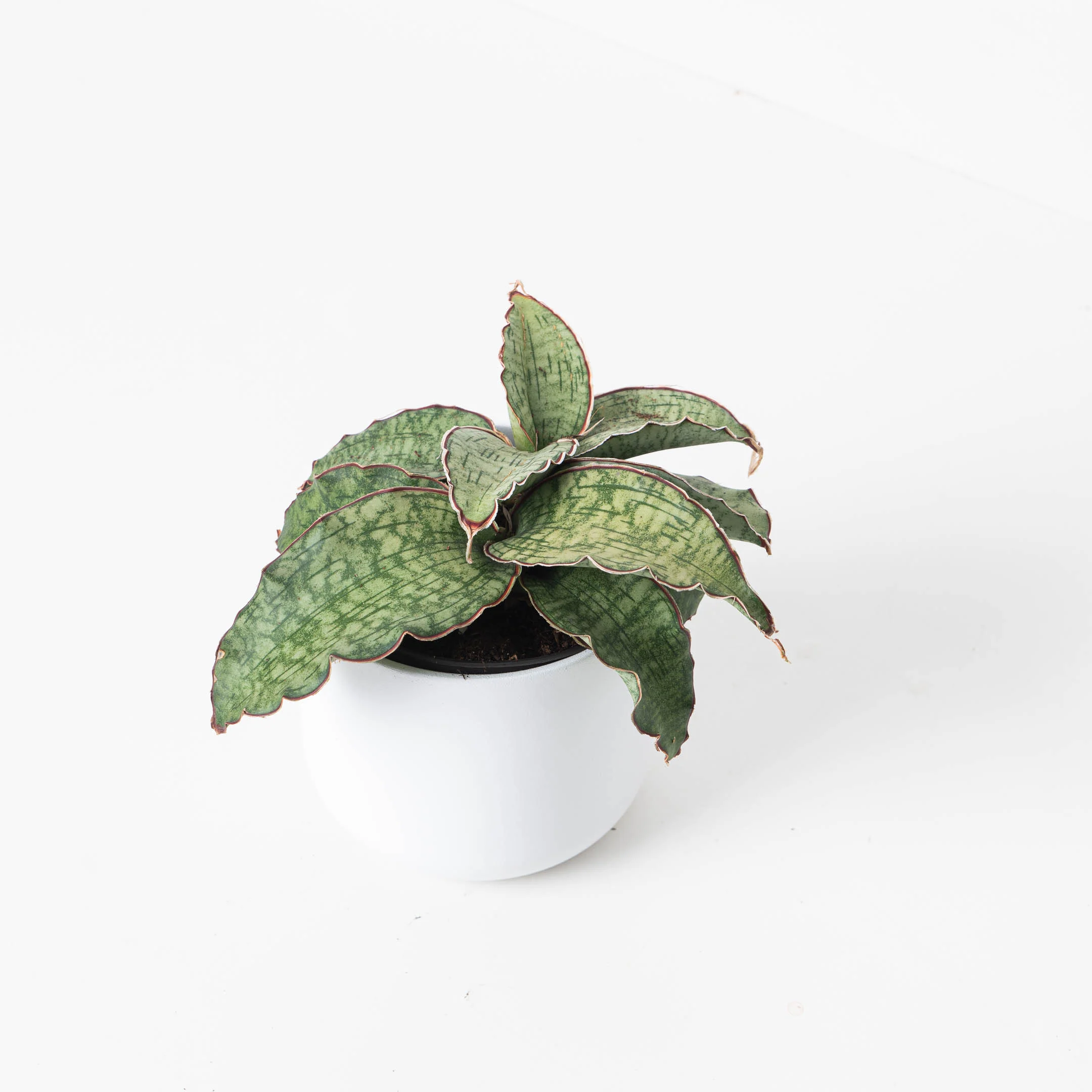 Sansevieria Star Green Granite - Image 2