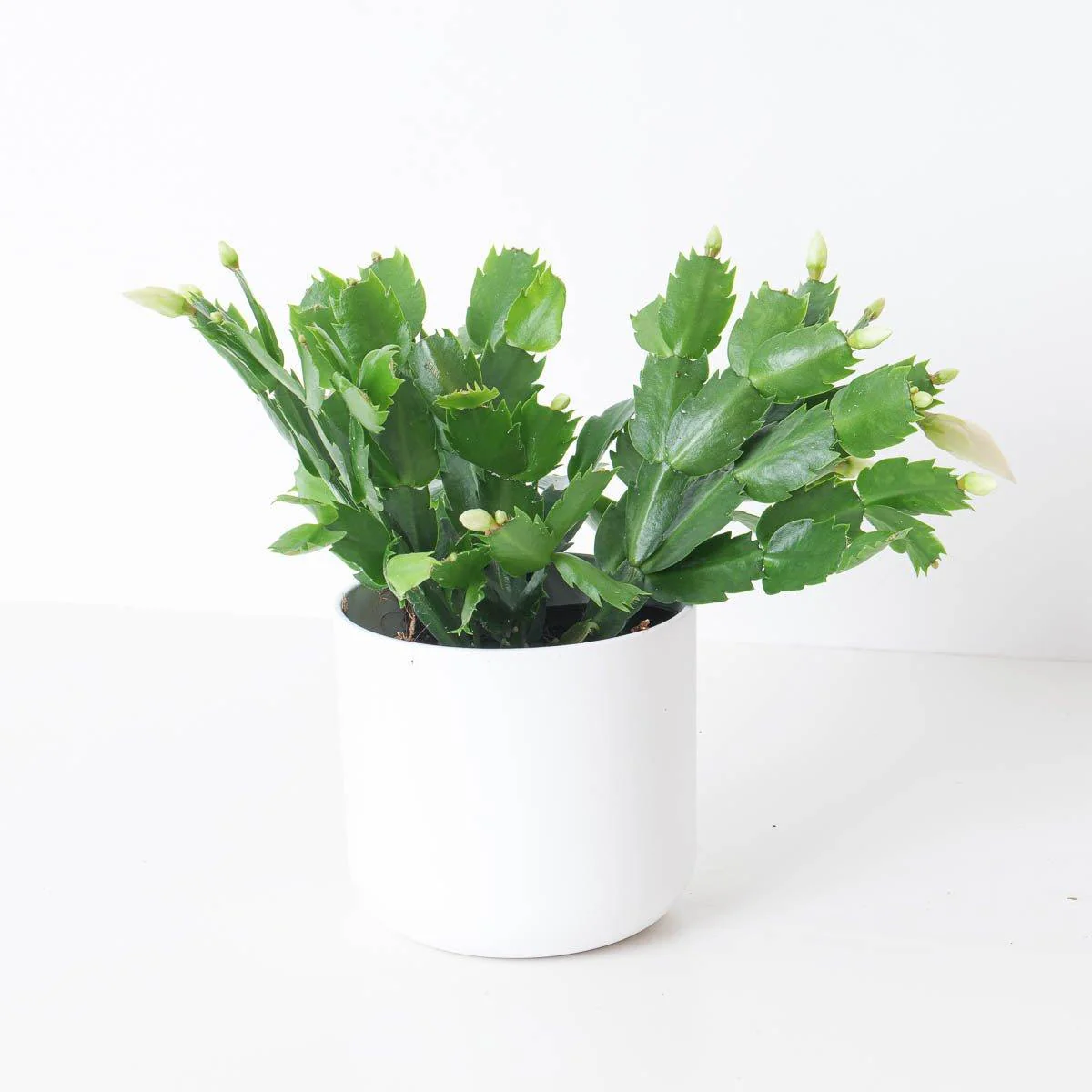 Schlumbergera White Thanksgiving Cactus