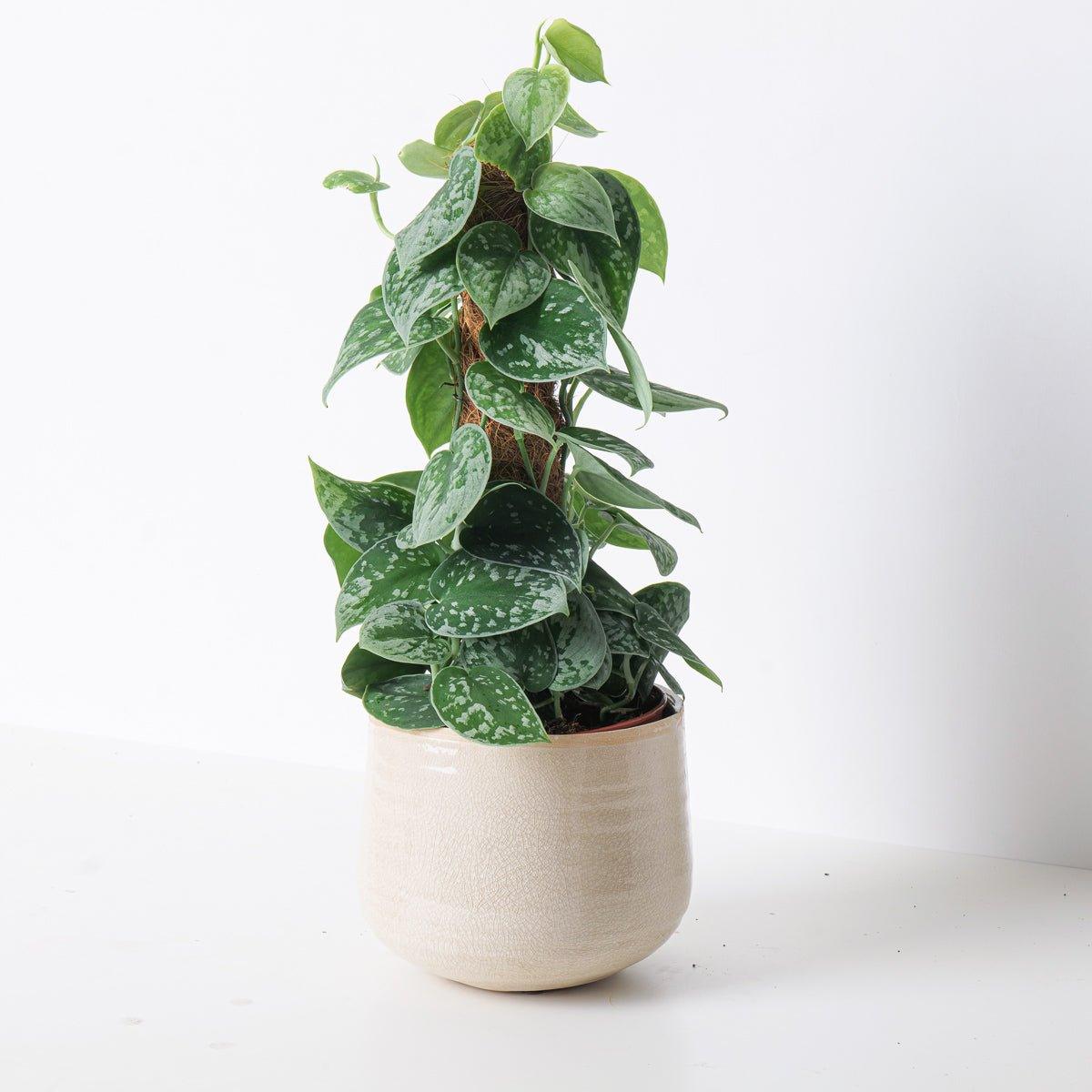 Scindapsus Pictus Silvery Ann | Satin Pothos - Image 7