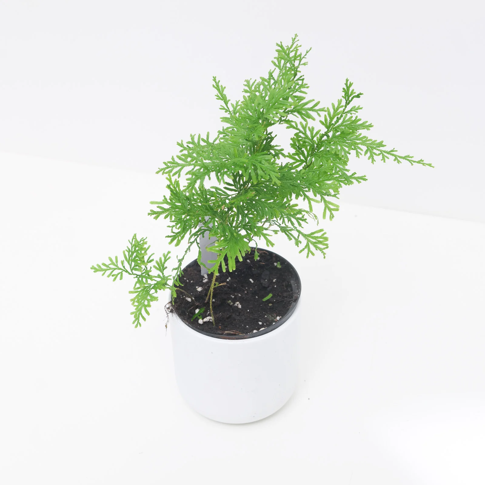 Selaginella griffithi