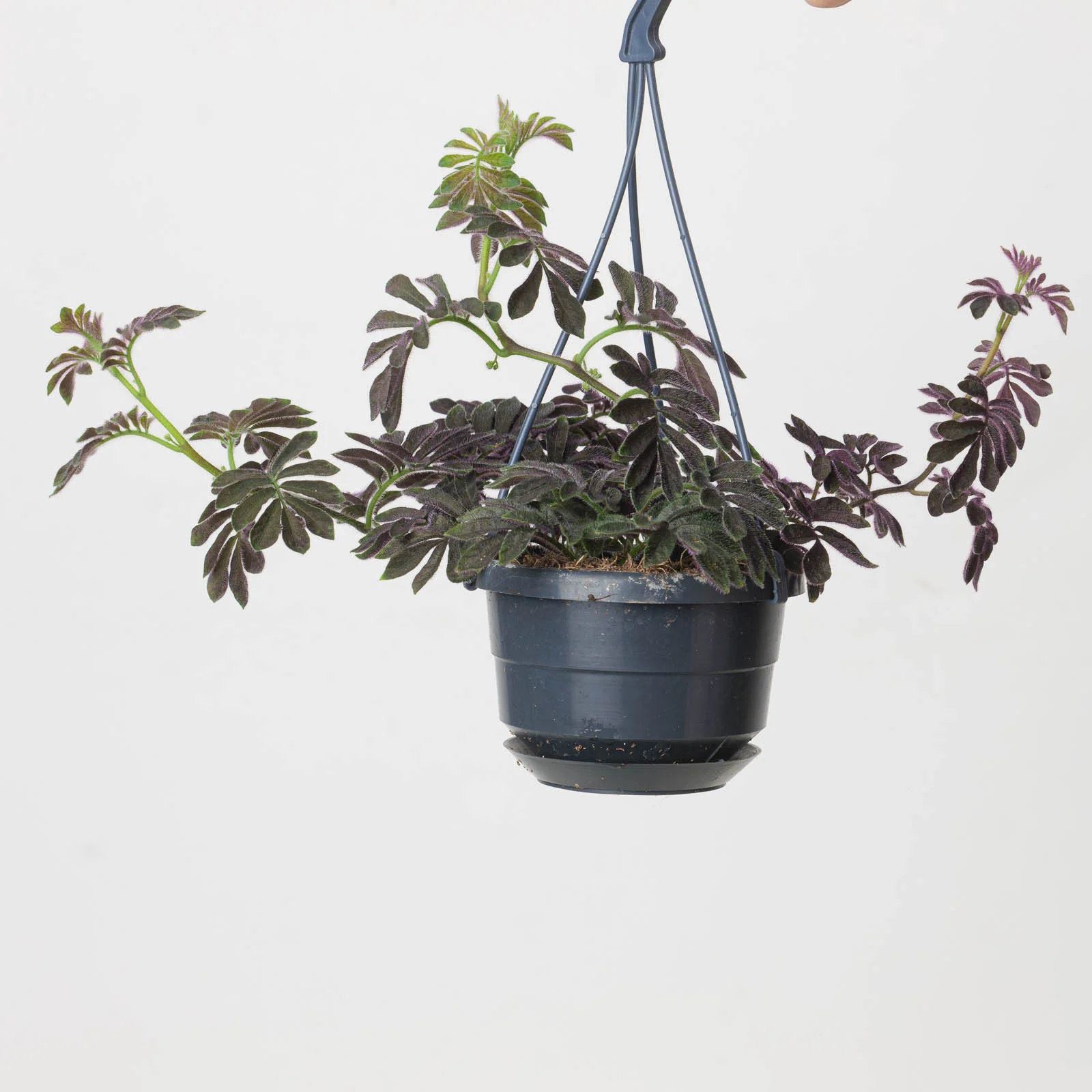 Solanum uleanum