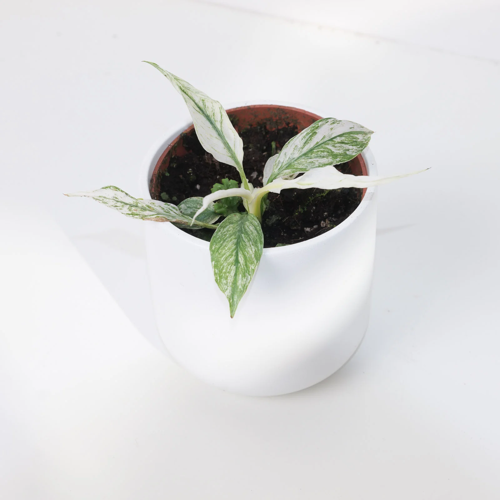 Spathiphyllum Sensation Variegated - Image 3