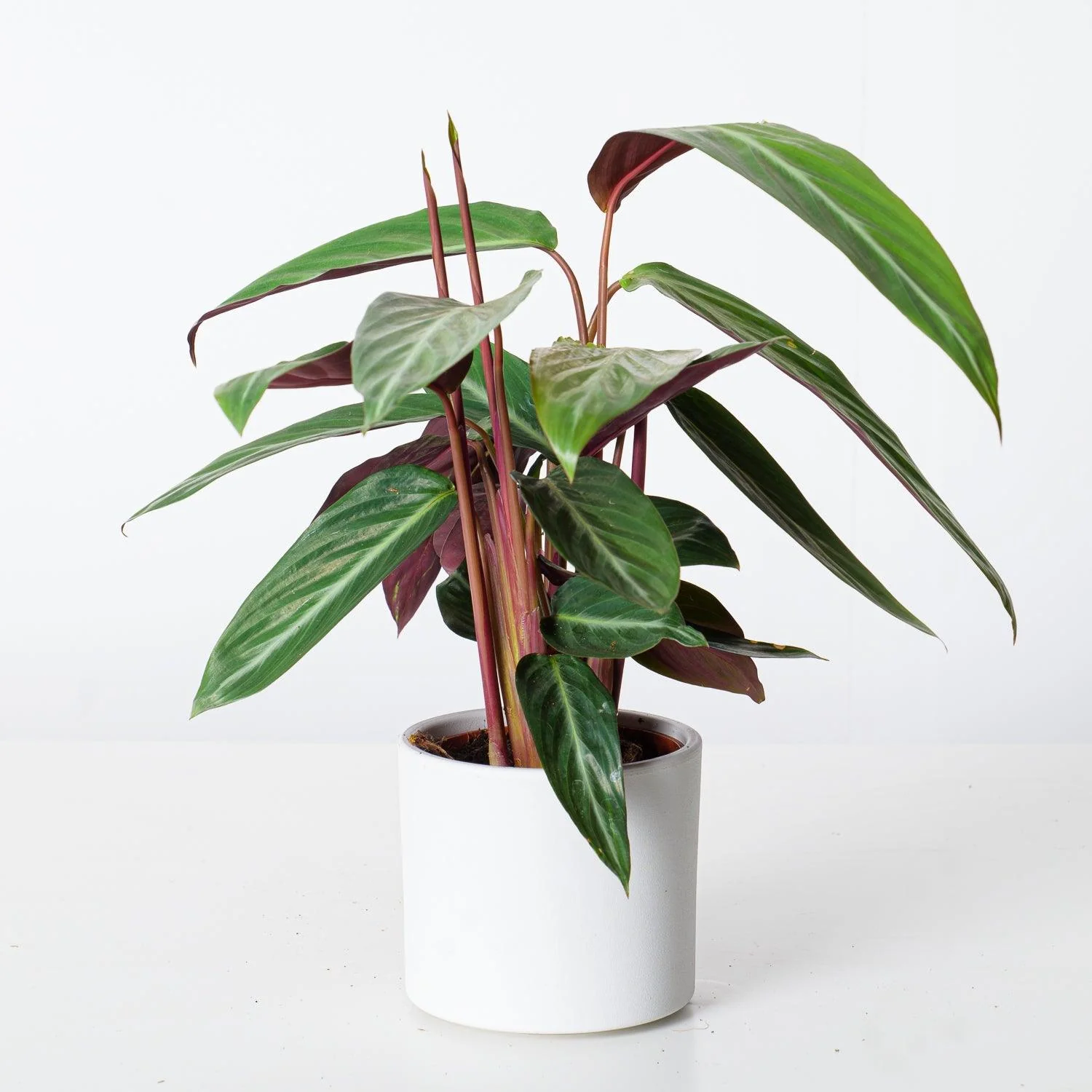 Stromanthe Sanguinea Stripestar | Calathea Stripestar