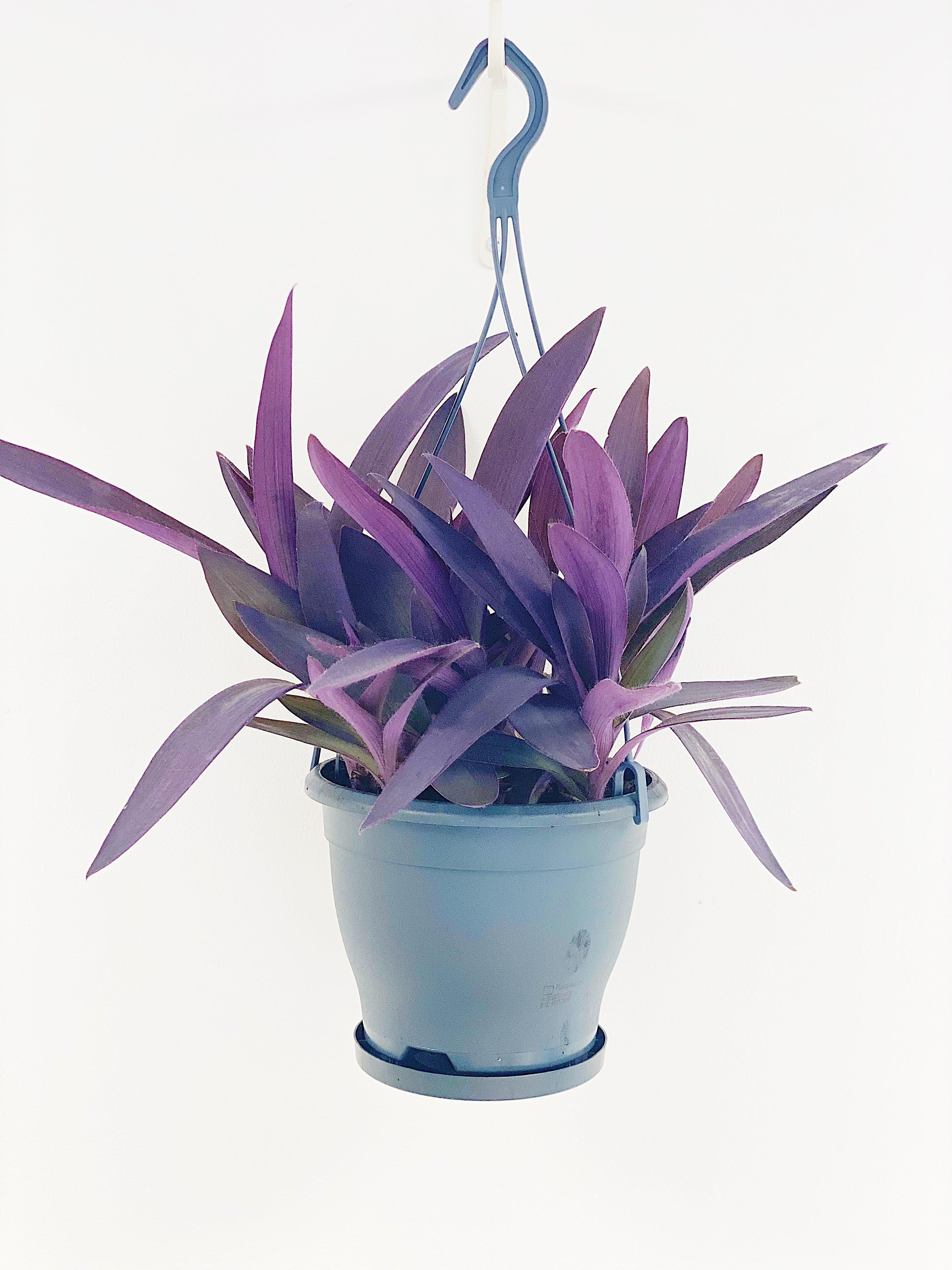Tradescantia Pallida Purpurea Purple Heart - Image 4