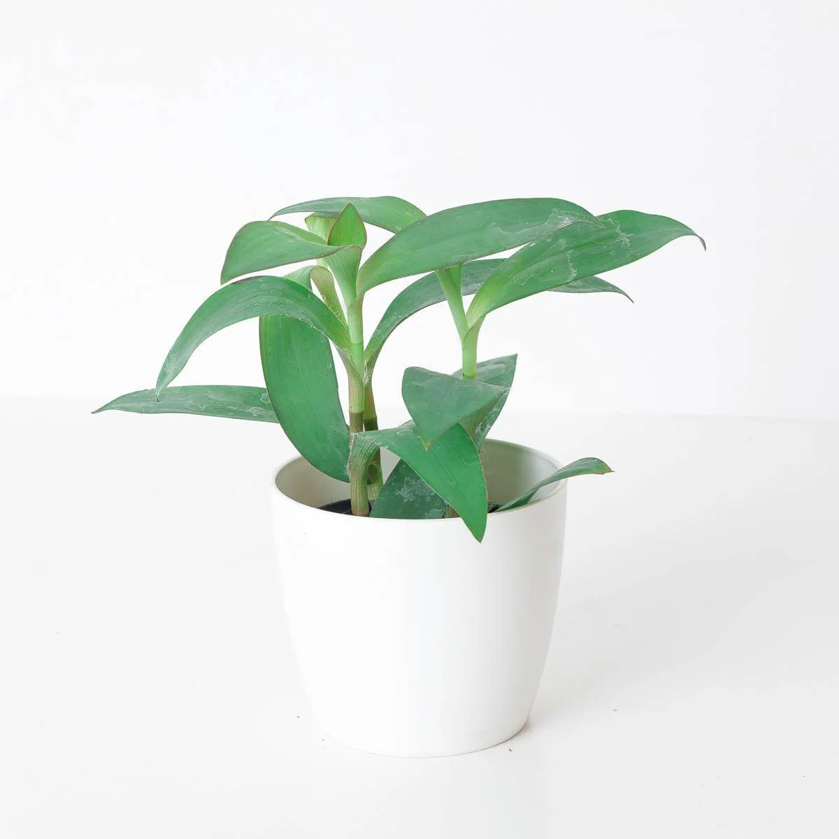 Tradescantia sp. 'Blue'