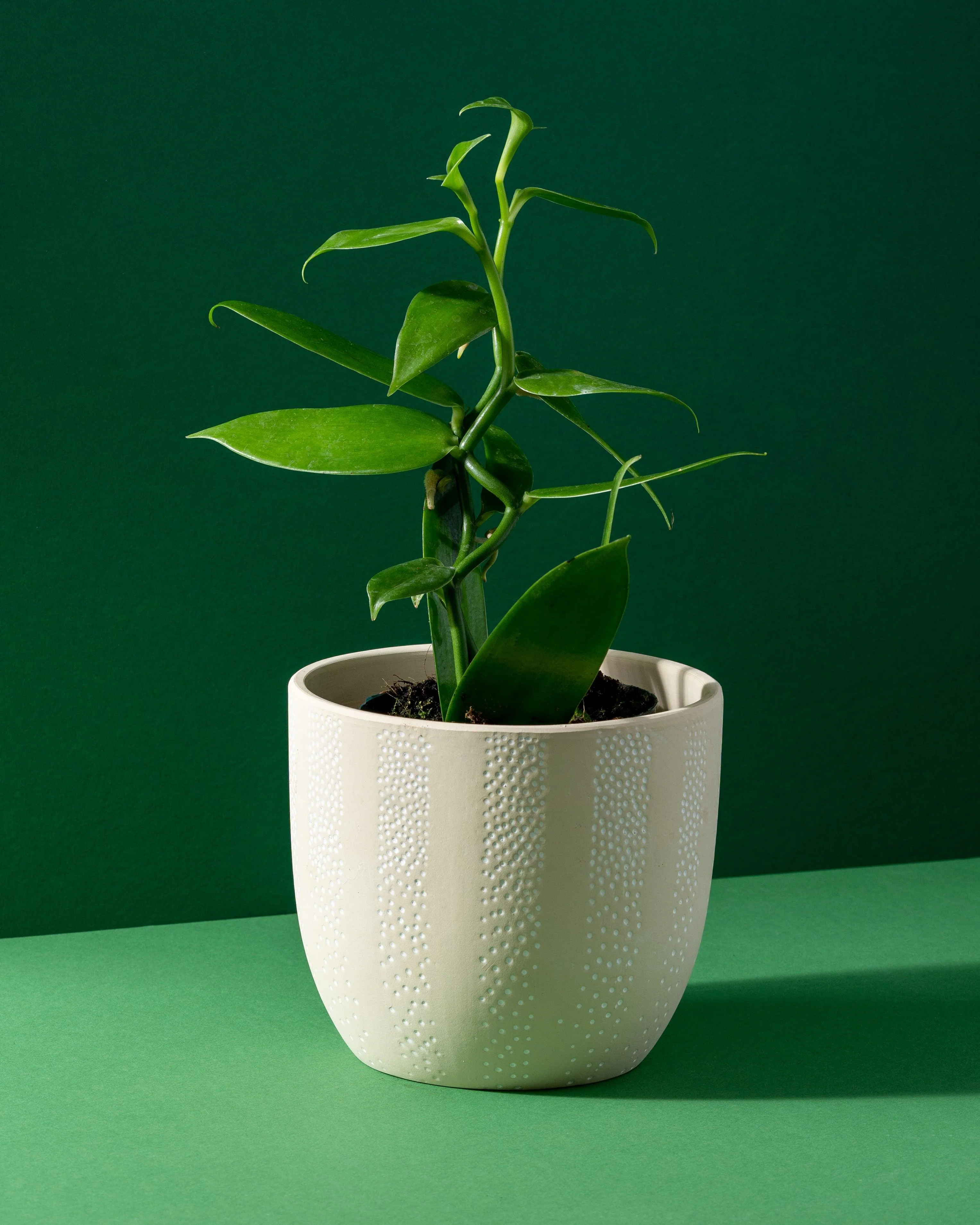 Vanilla Planifolia Orchid Plant | 12cm Pot | House Plant