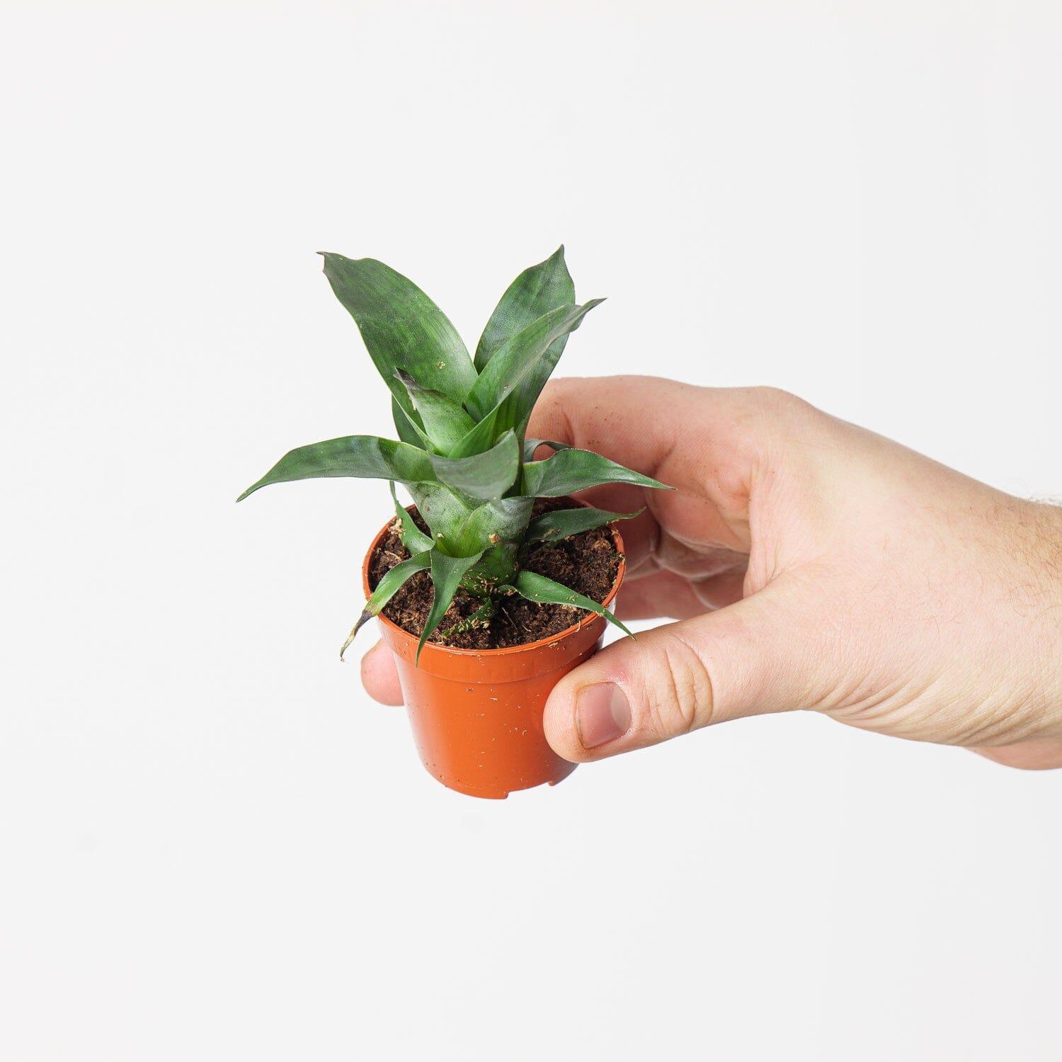 Vriesea gigantea 'Nova' - Image 2