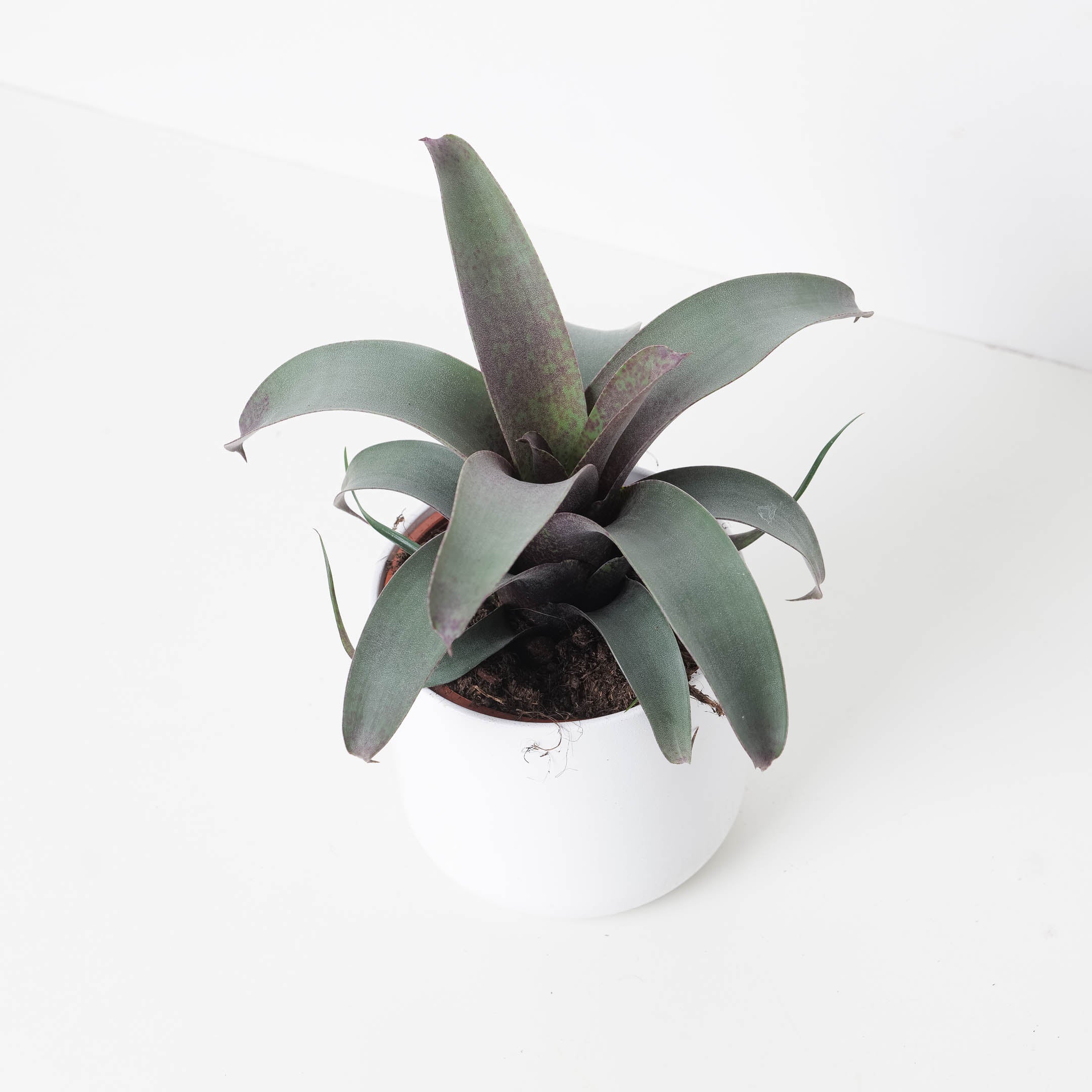 Vriesea Saundersii | House Plant
