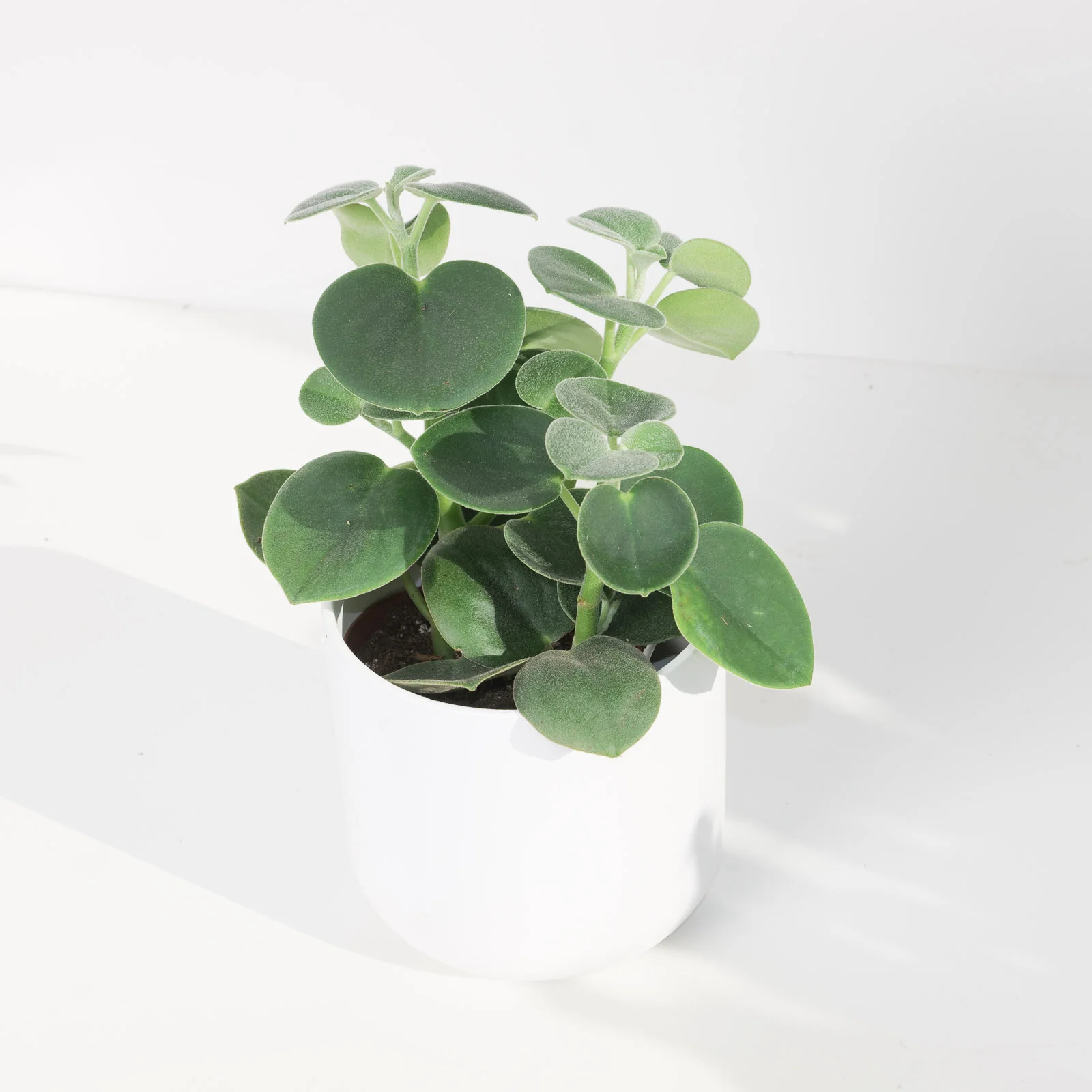 Peperomia incana