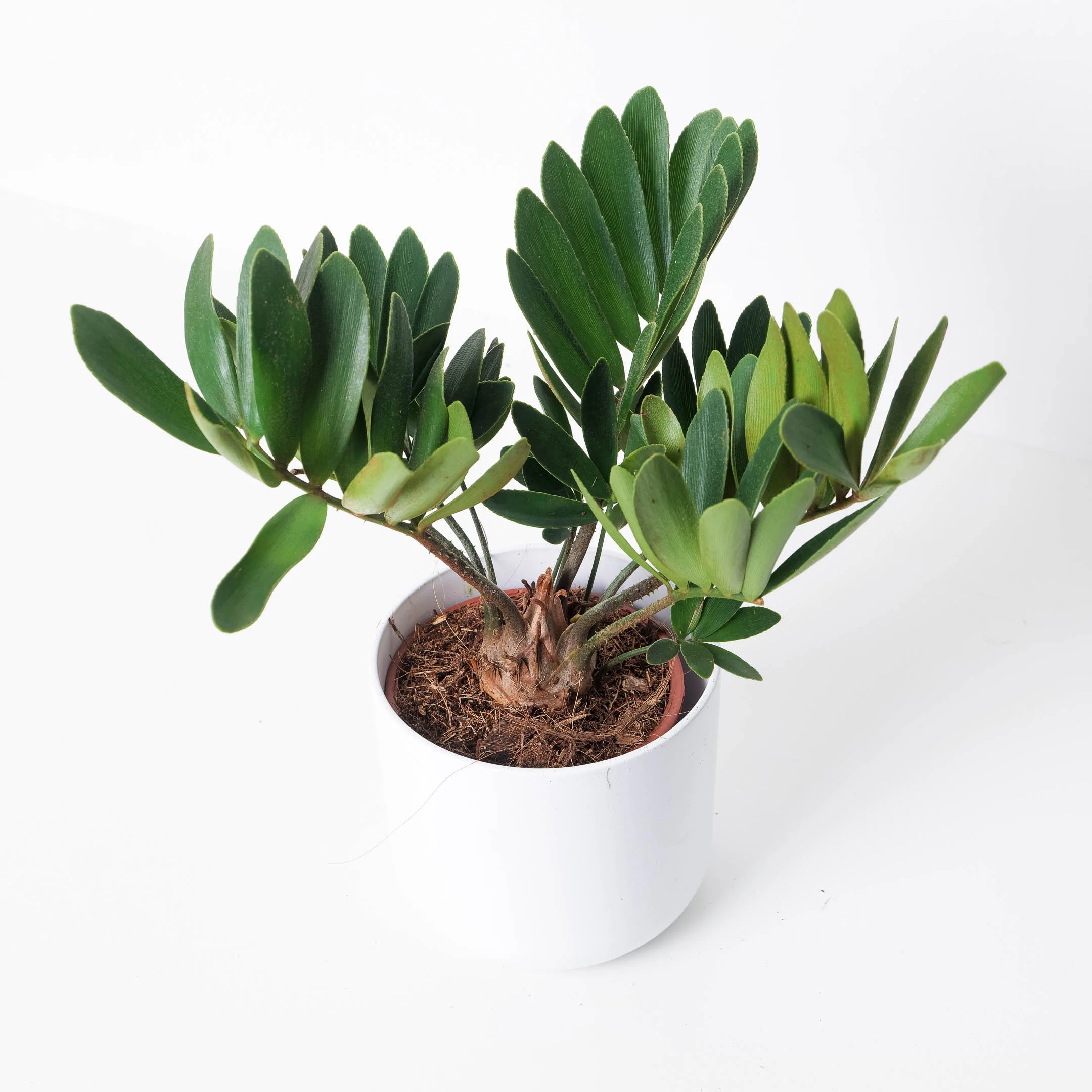Zamia furfuracea | Cardboard Palm