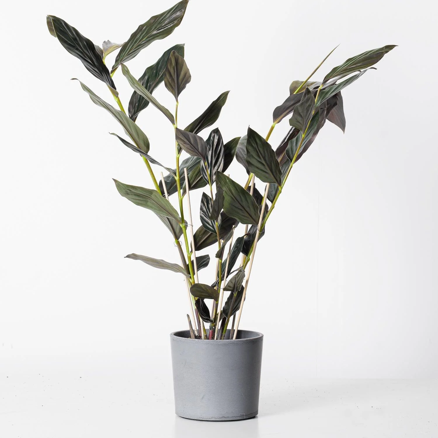 Zingiber malaysianum 'Chocolate'